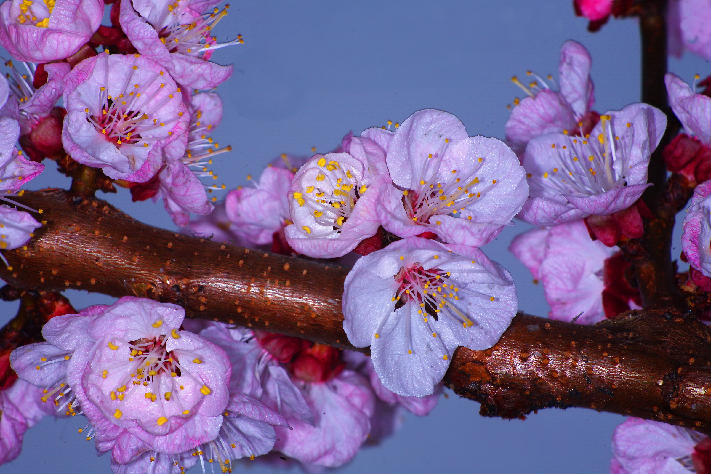 finally !, apricot flourished ....