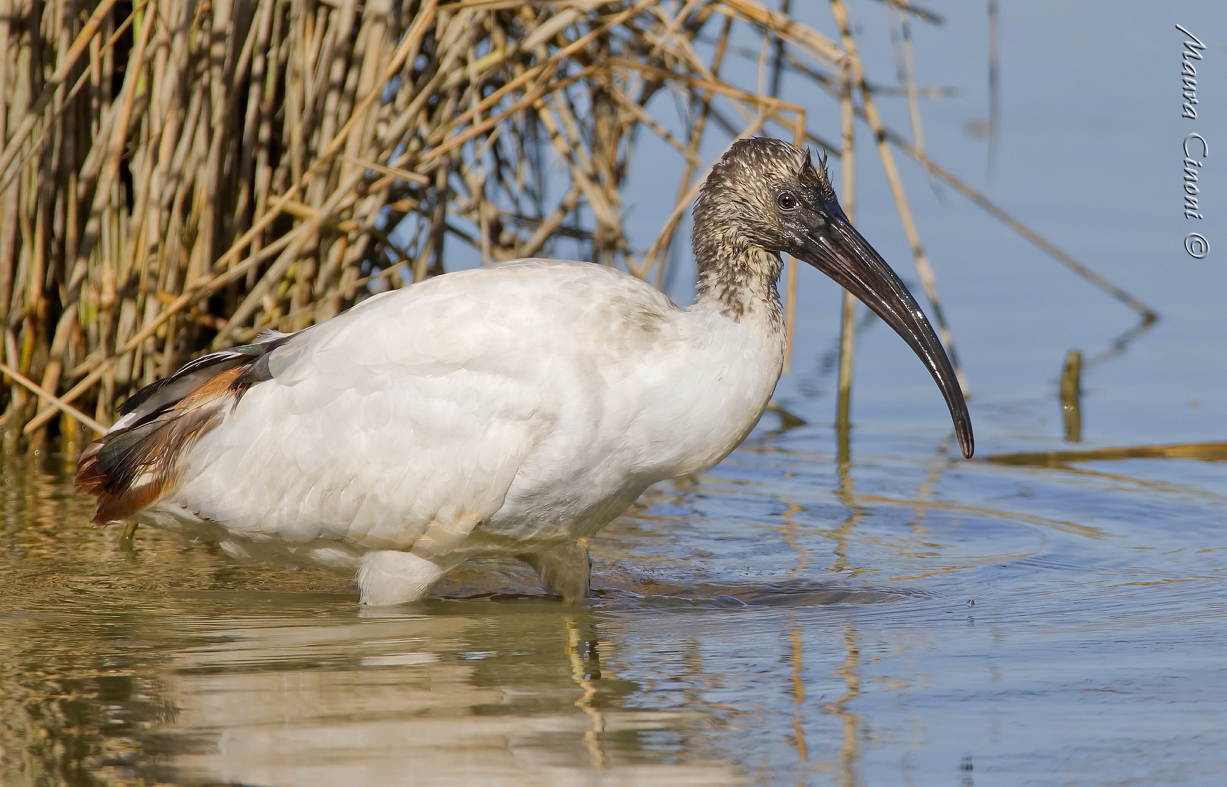 Sacred Ibis