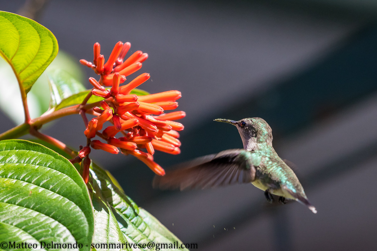 Colibri verbena