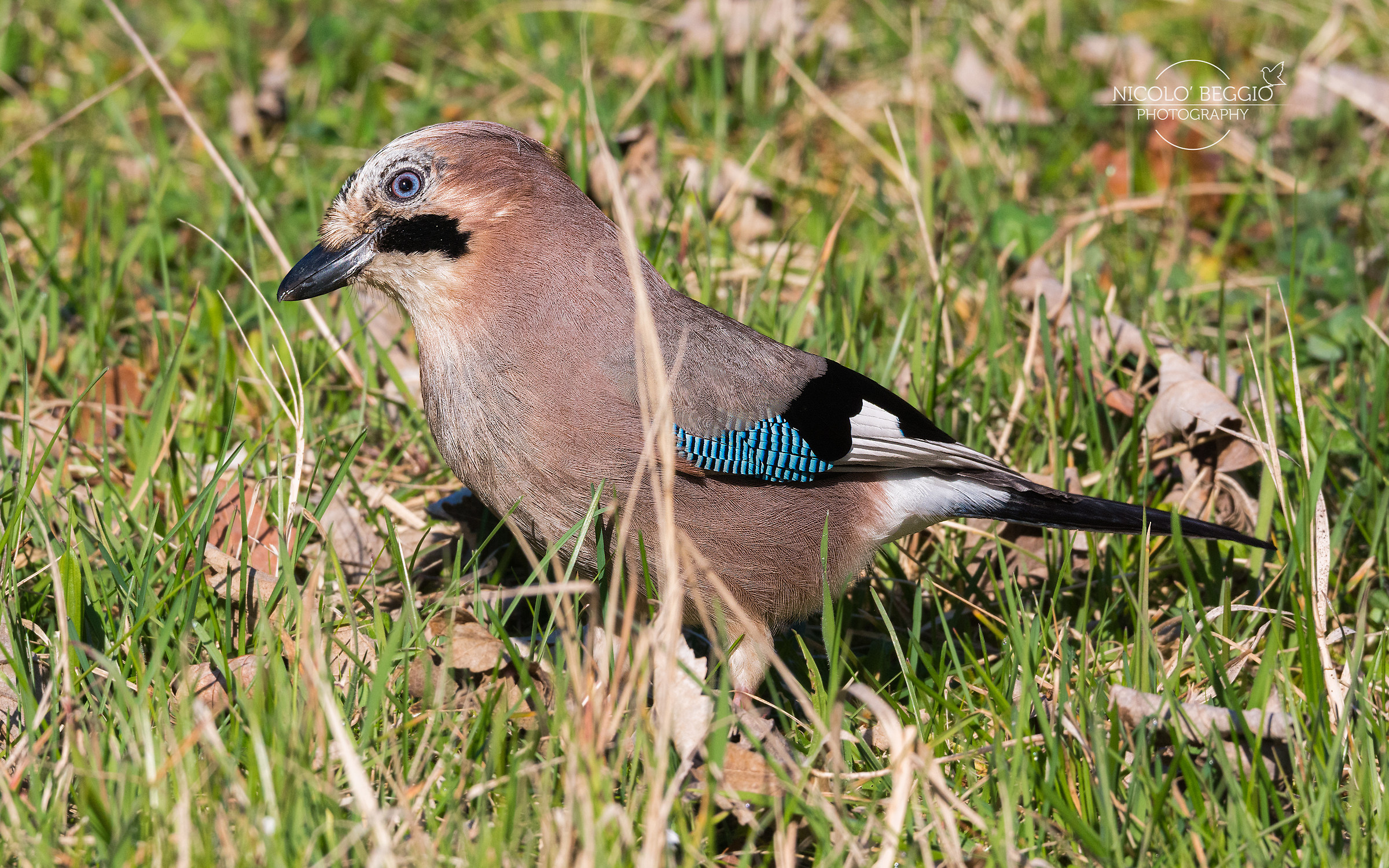 Ghiandaia in risoluzione 4K! :)