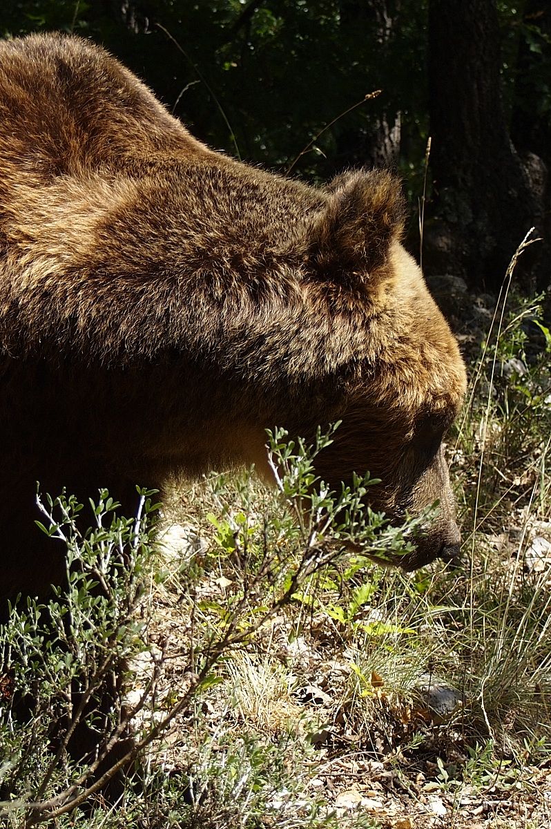 Orso Bruno Marsicano