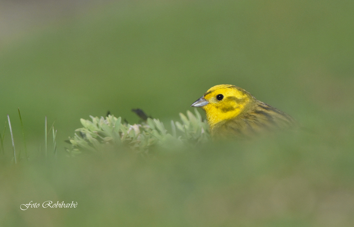 Yellowhammer ...
