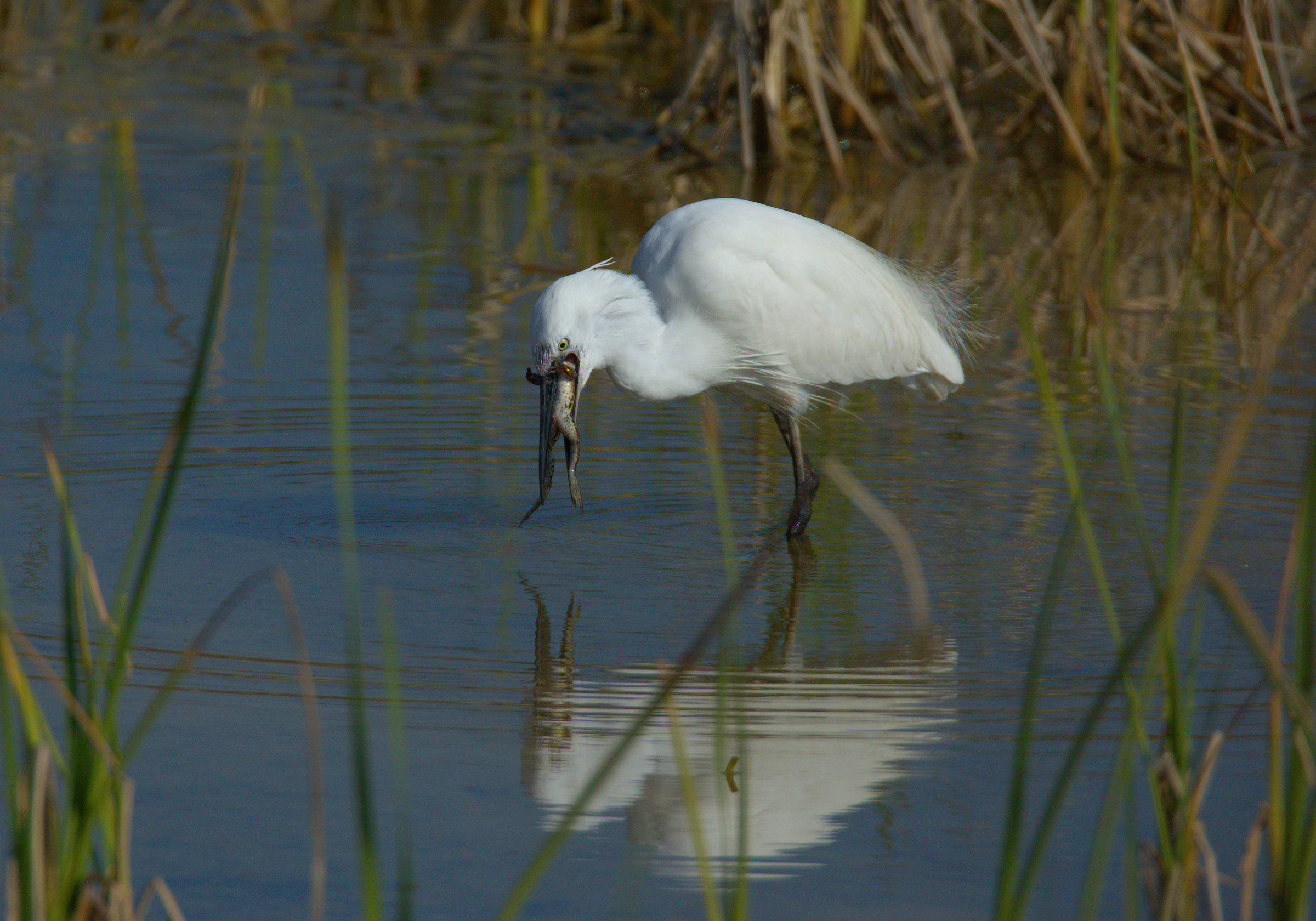 egret