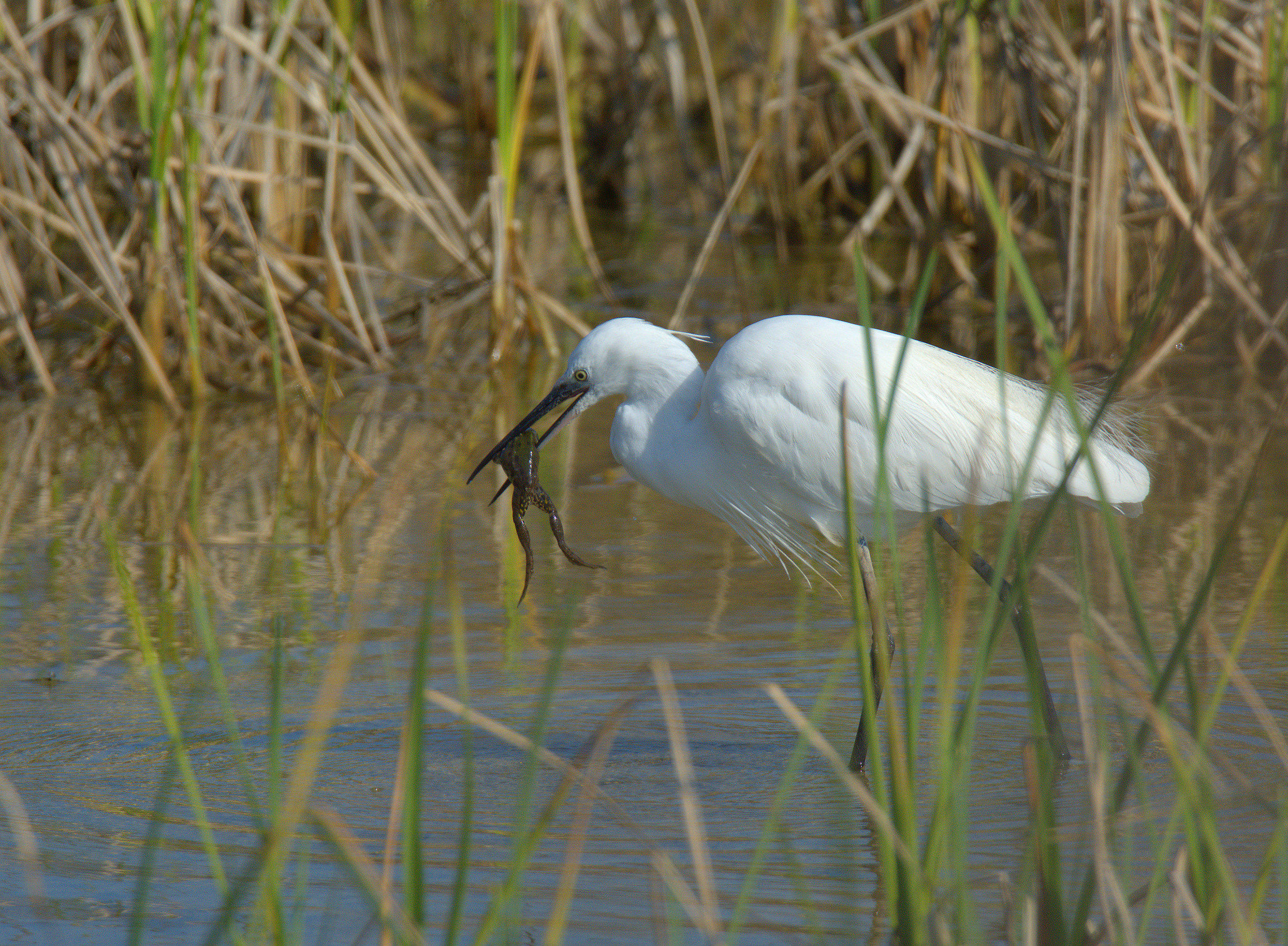 egret