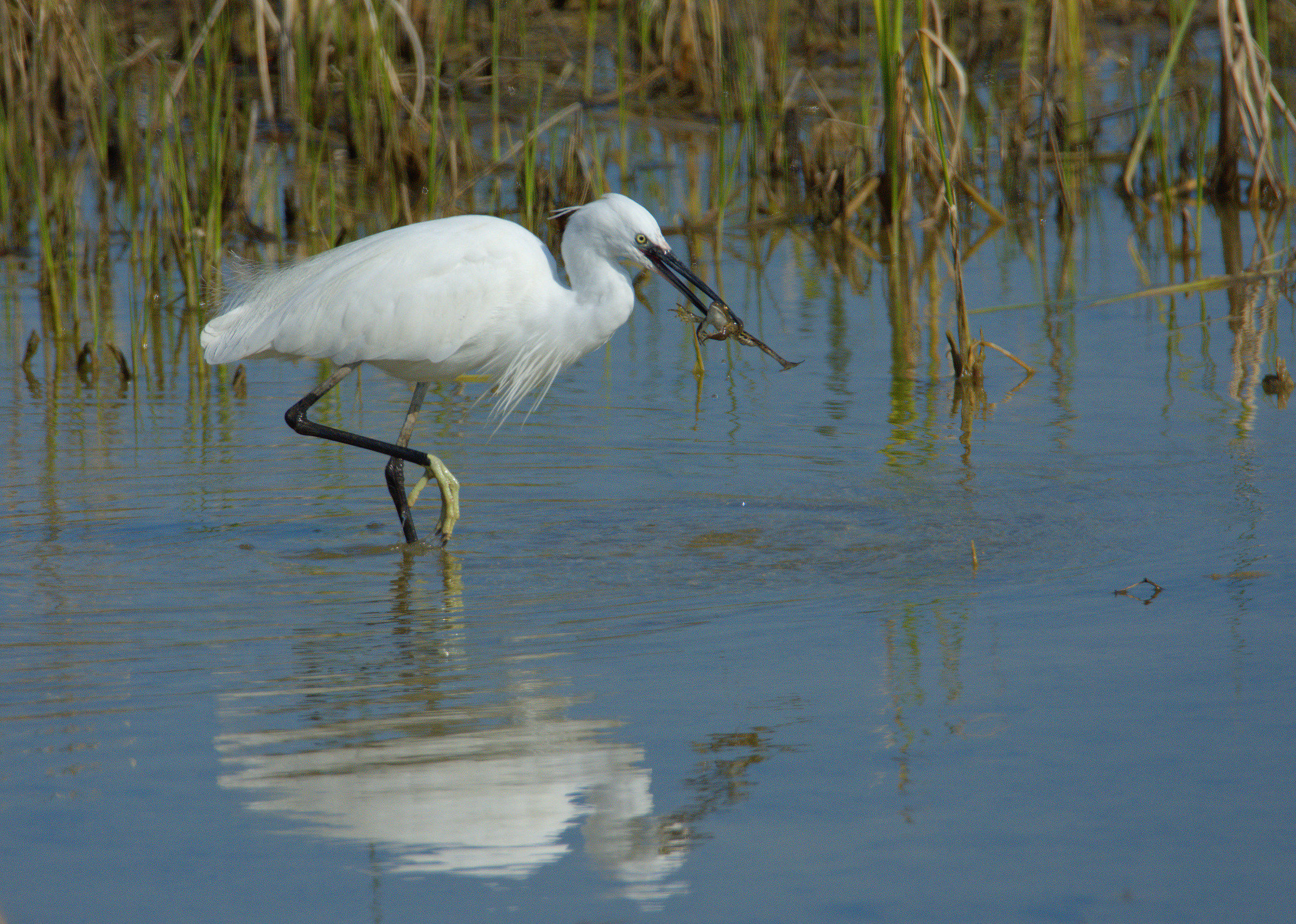 egret