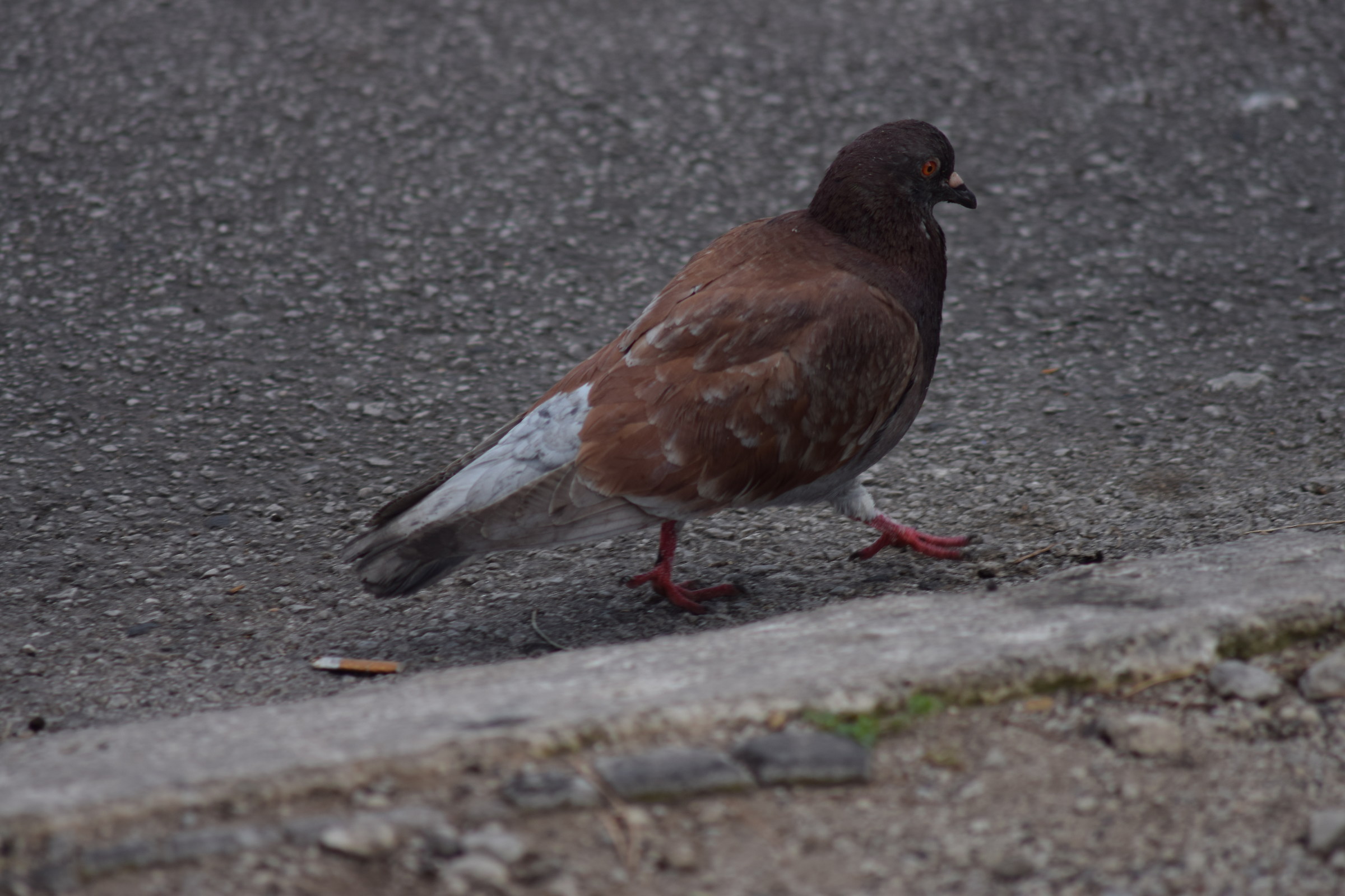 The pitch of the dove