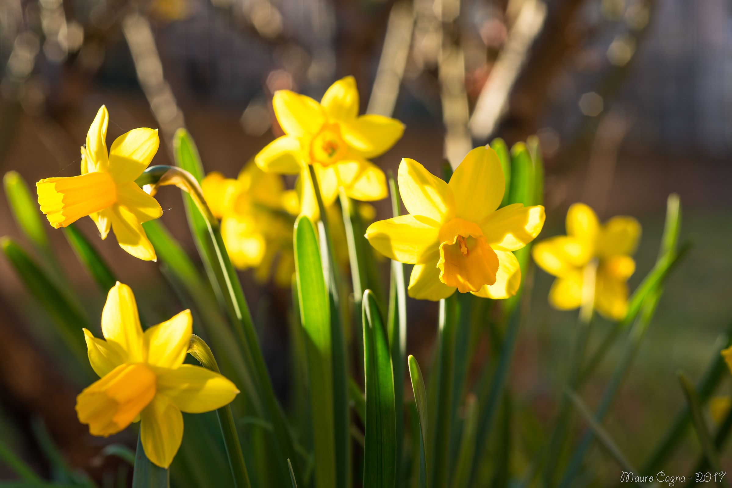 Narcisi al tramonto