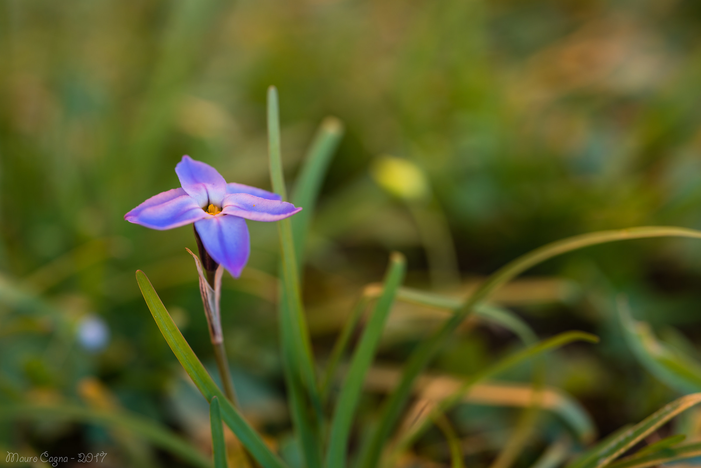 Ipheion uniflorum lilla