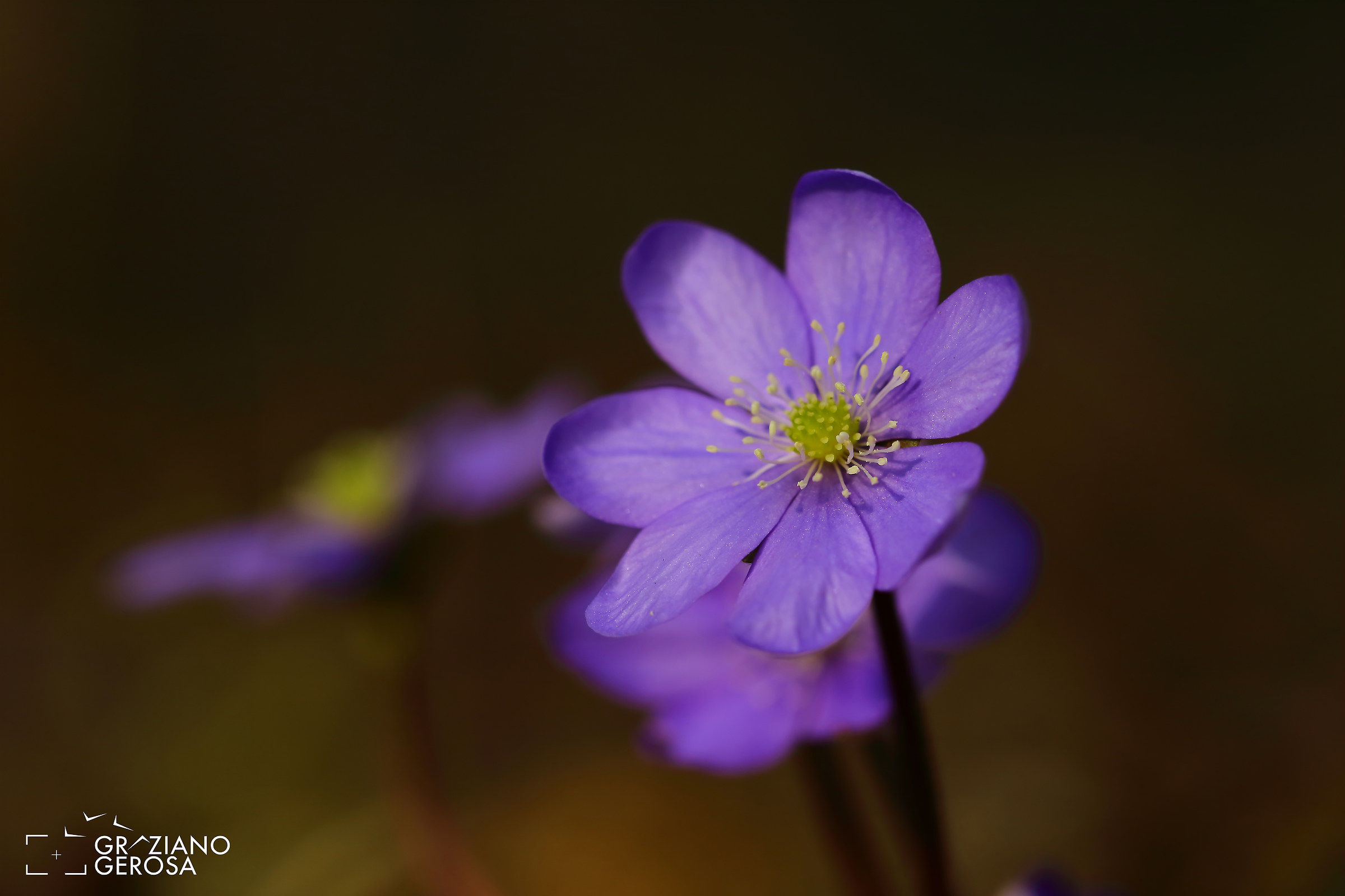 anemone dei boschi