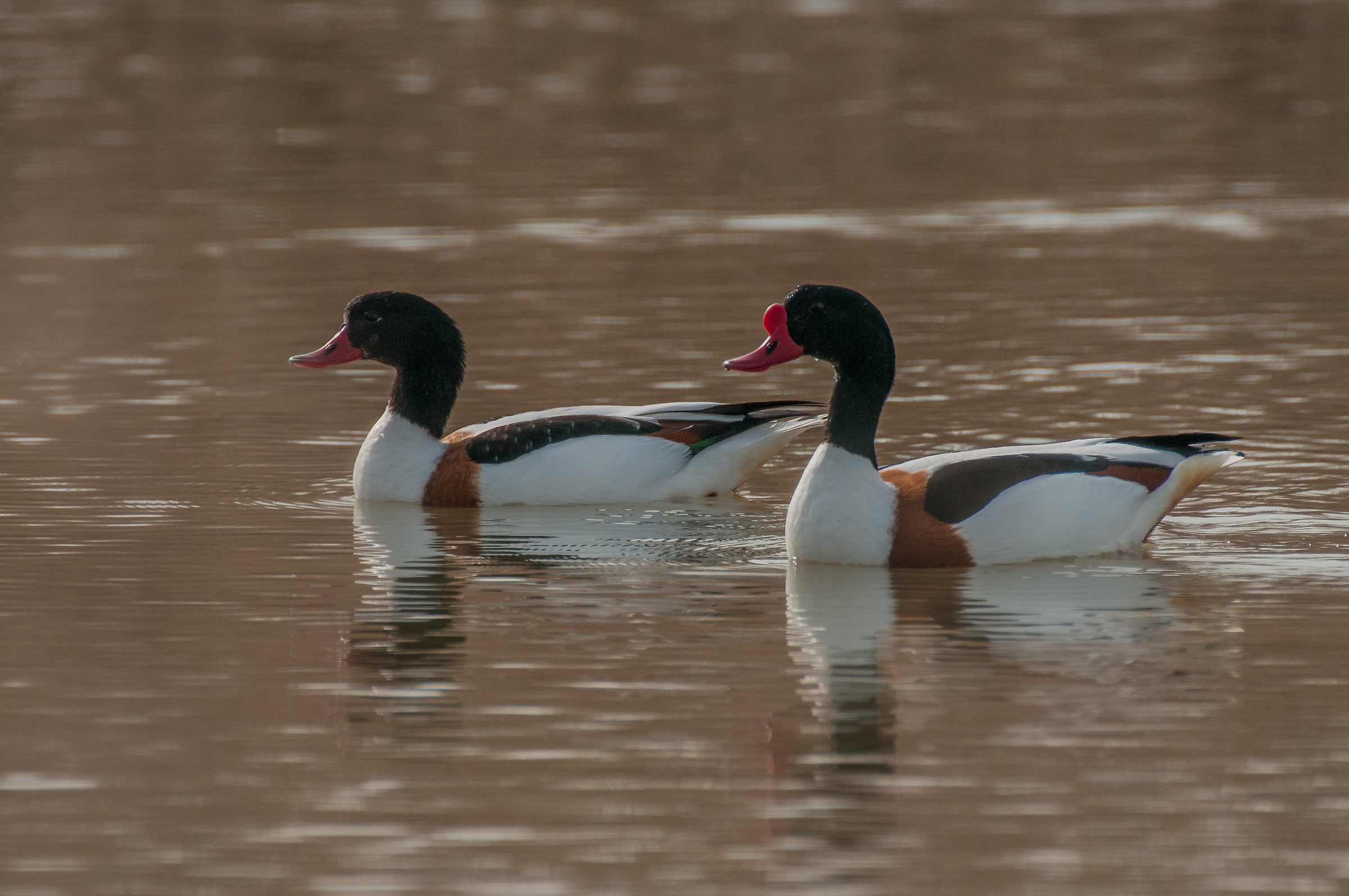 shelduck