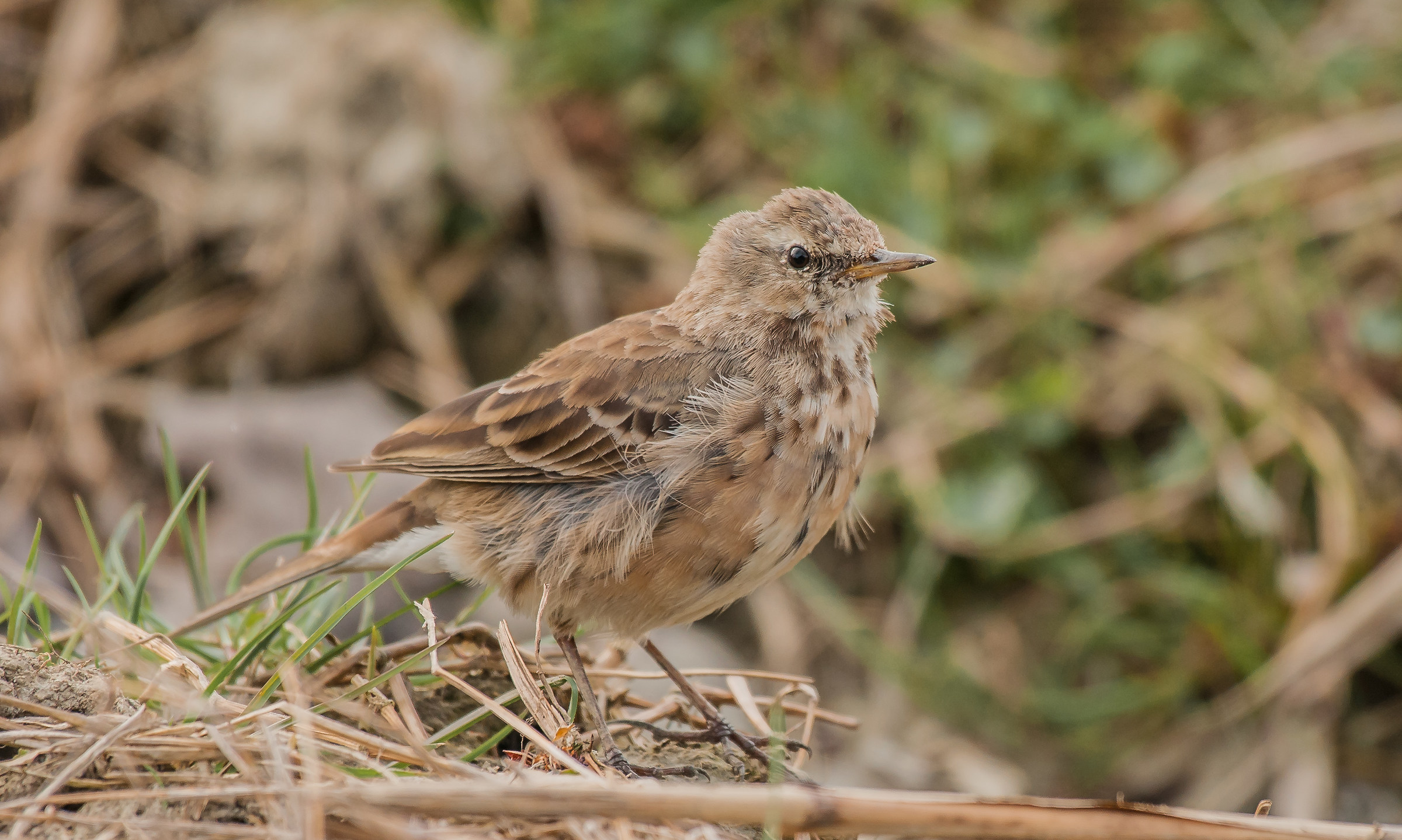 pipit