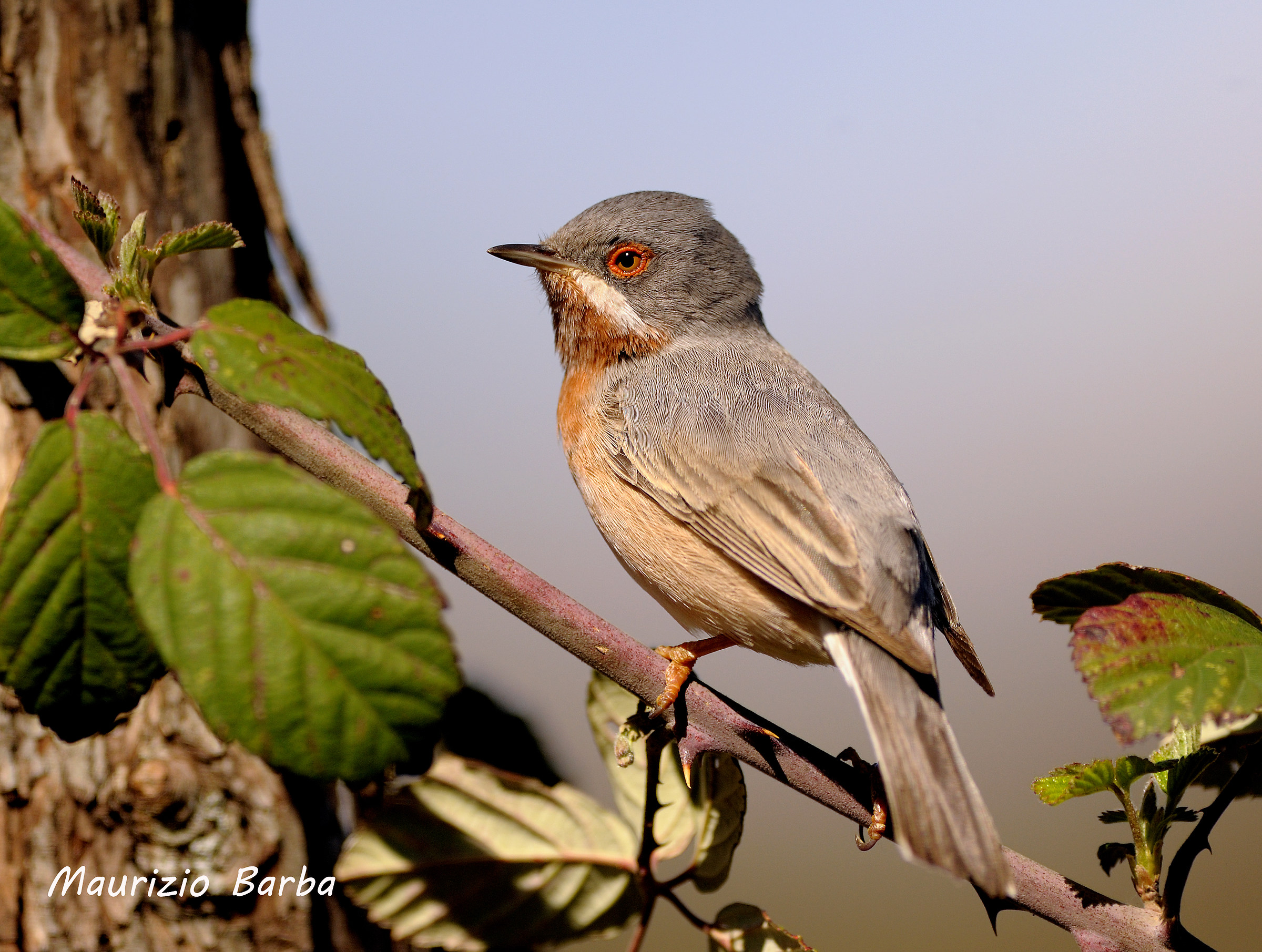 Sterpazzolina su rovo