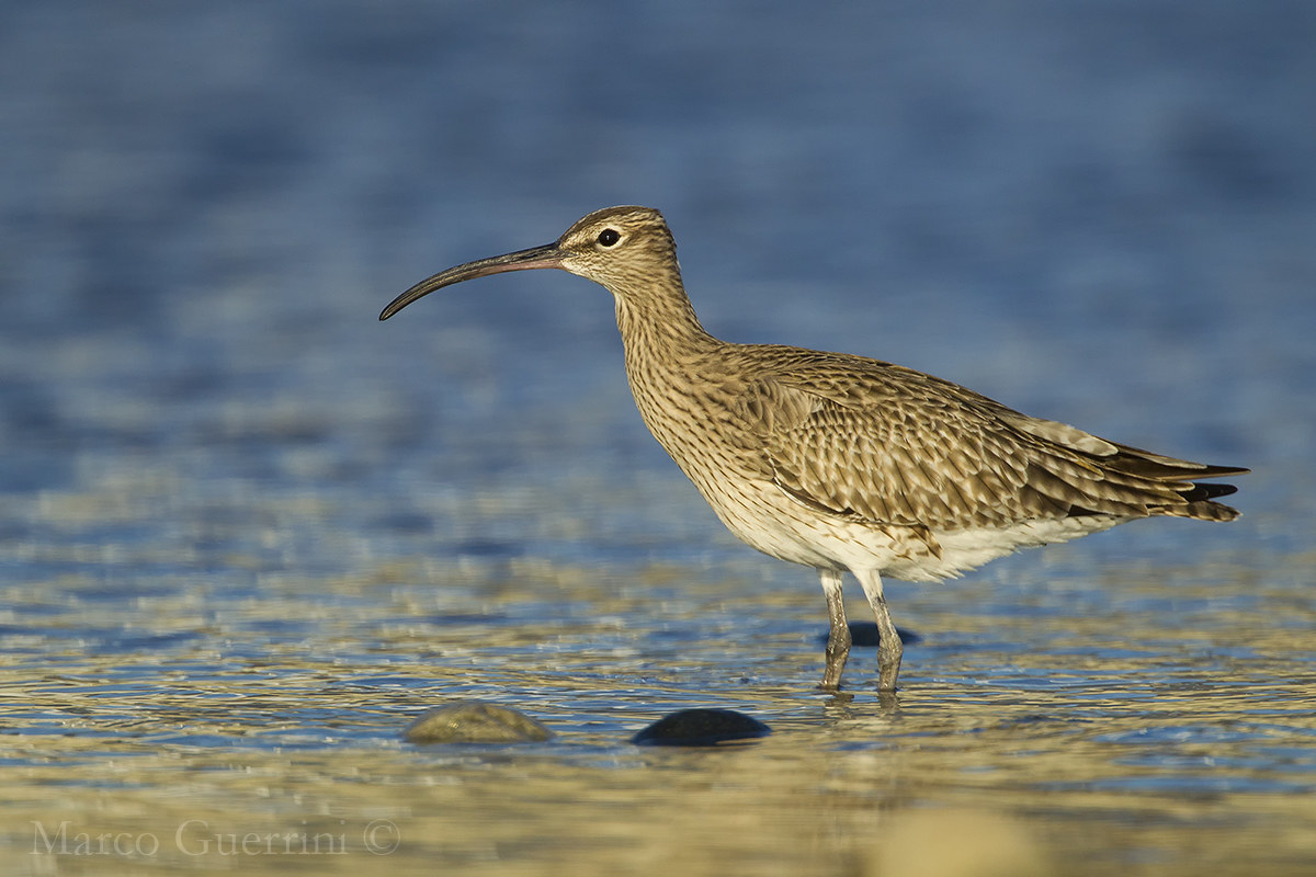 Whimbrel