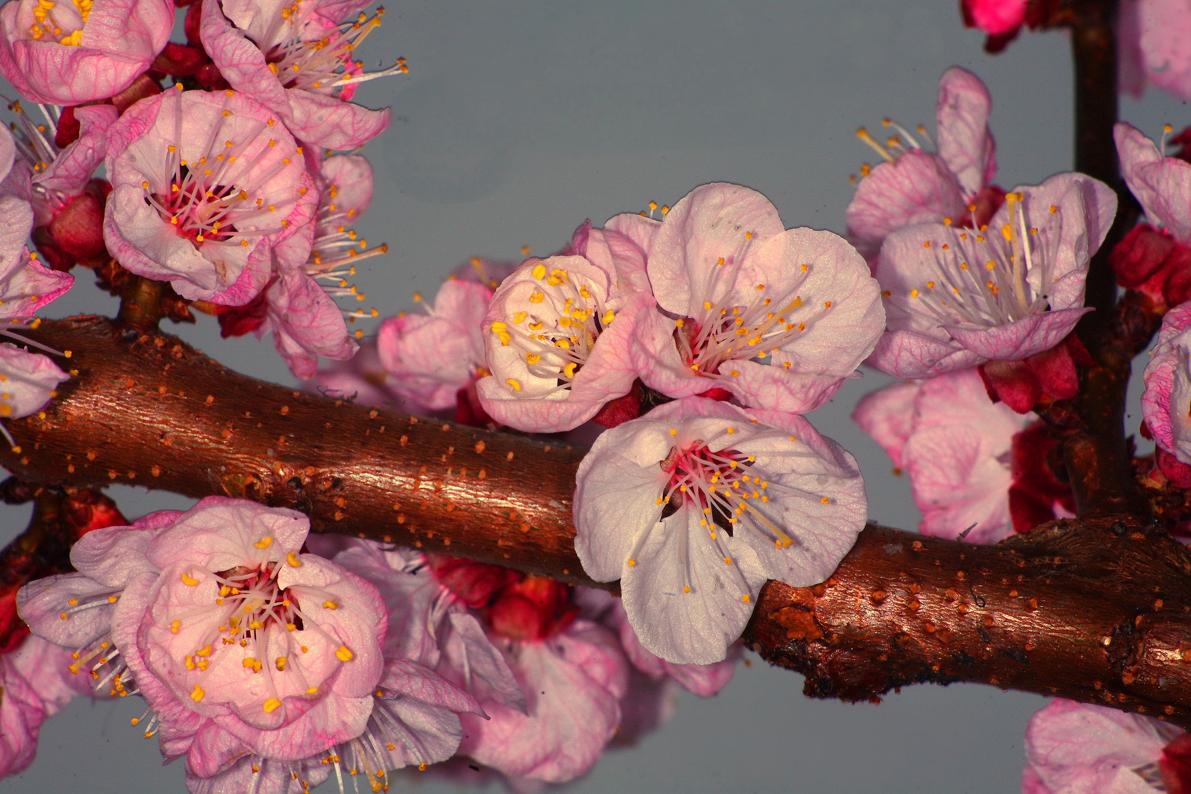 As above ..... but with correction dela dominant, seems to m...