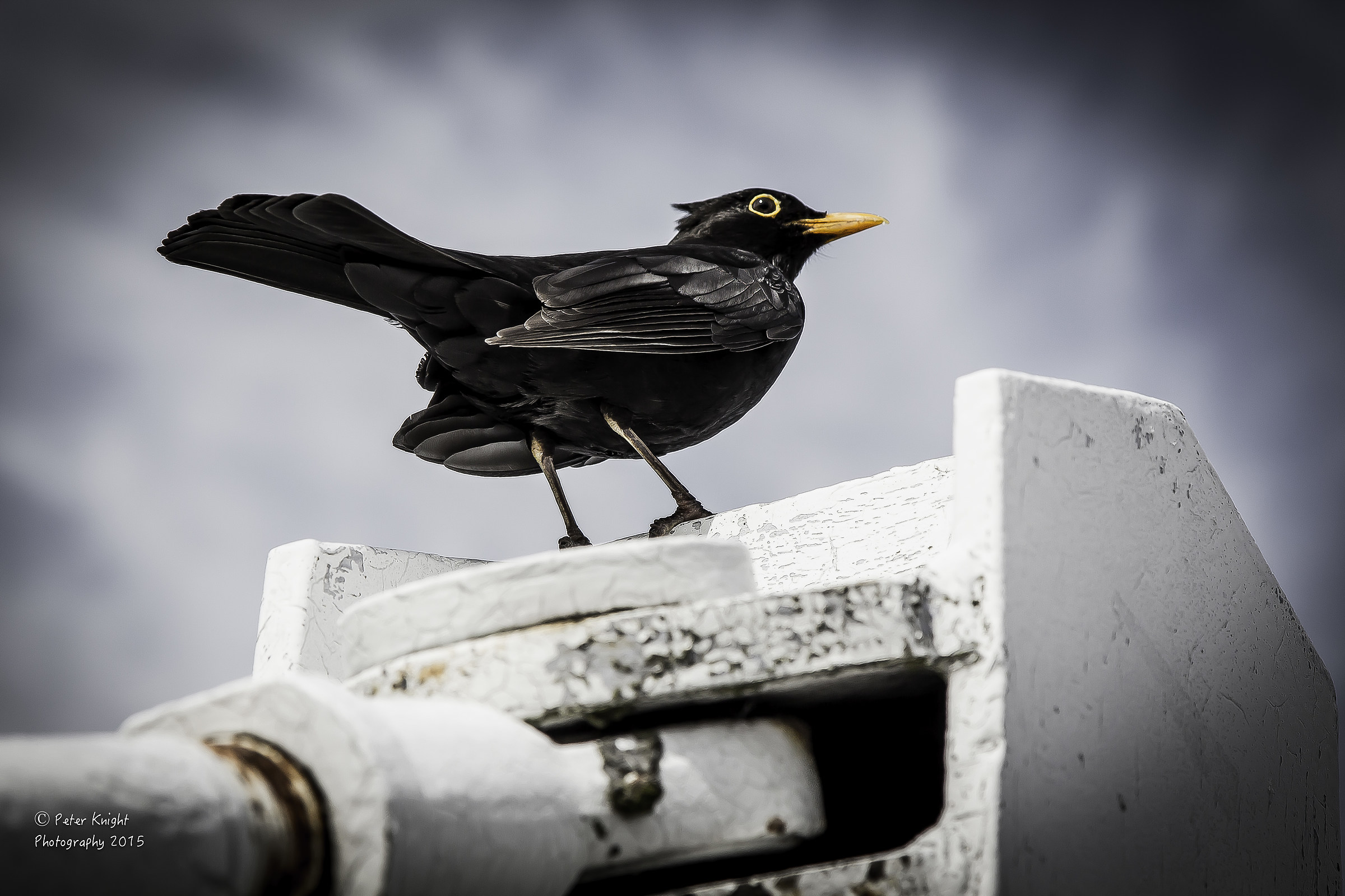 Mr Blackbird