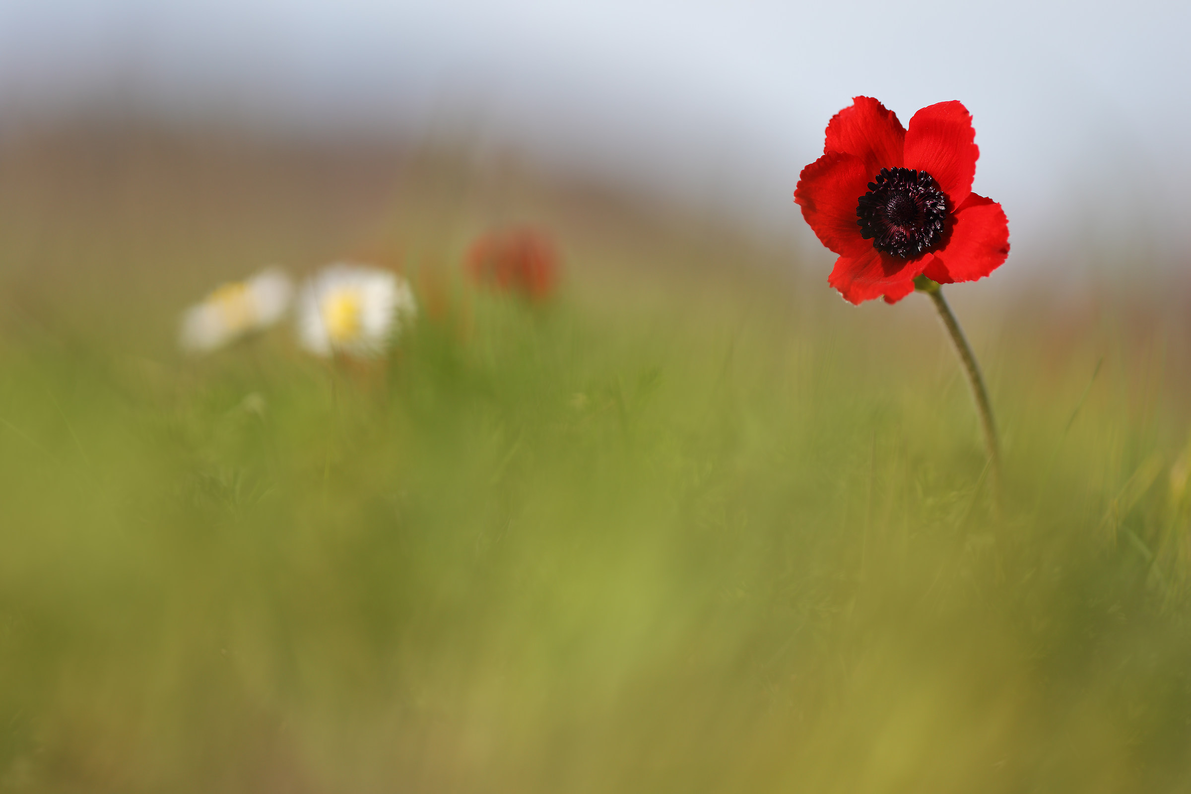 Anemone coronaria