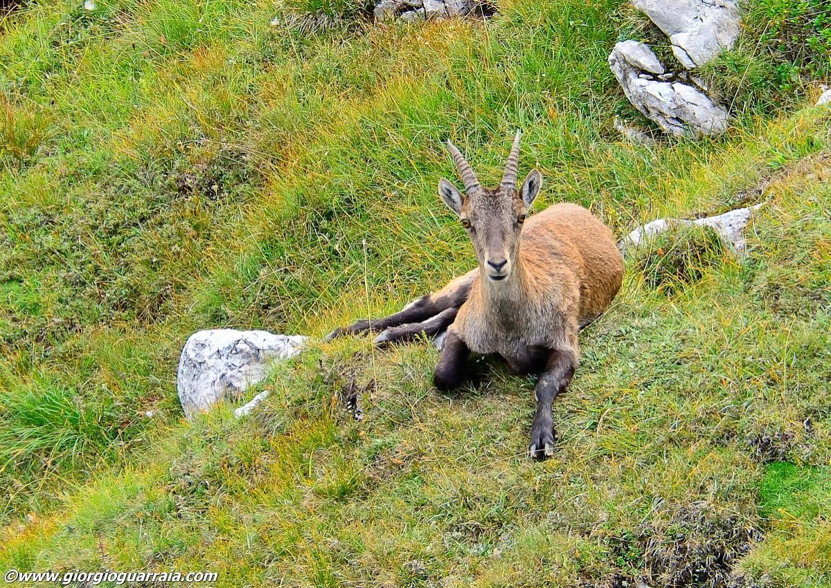Stambecco femmina