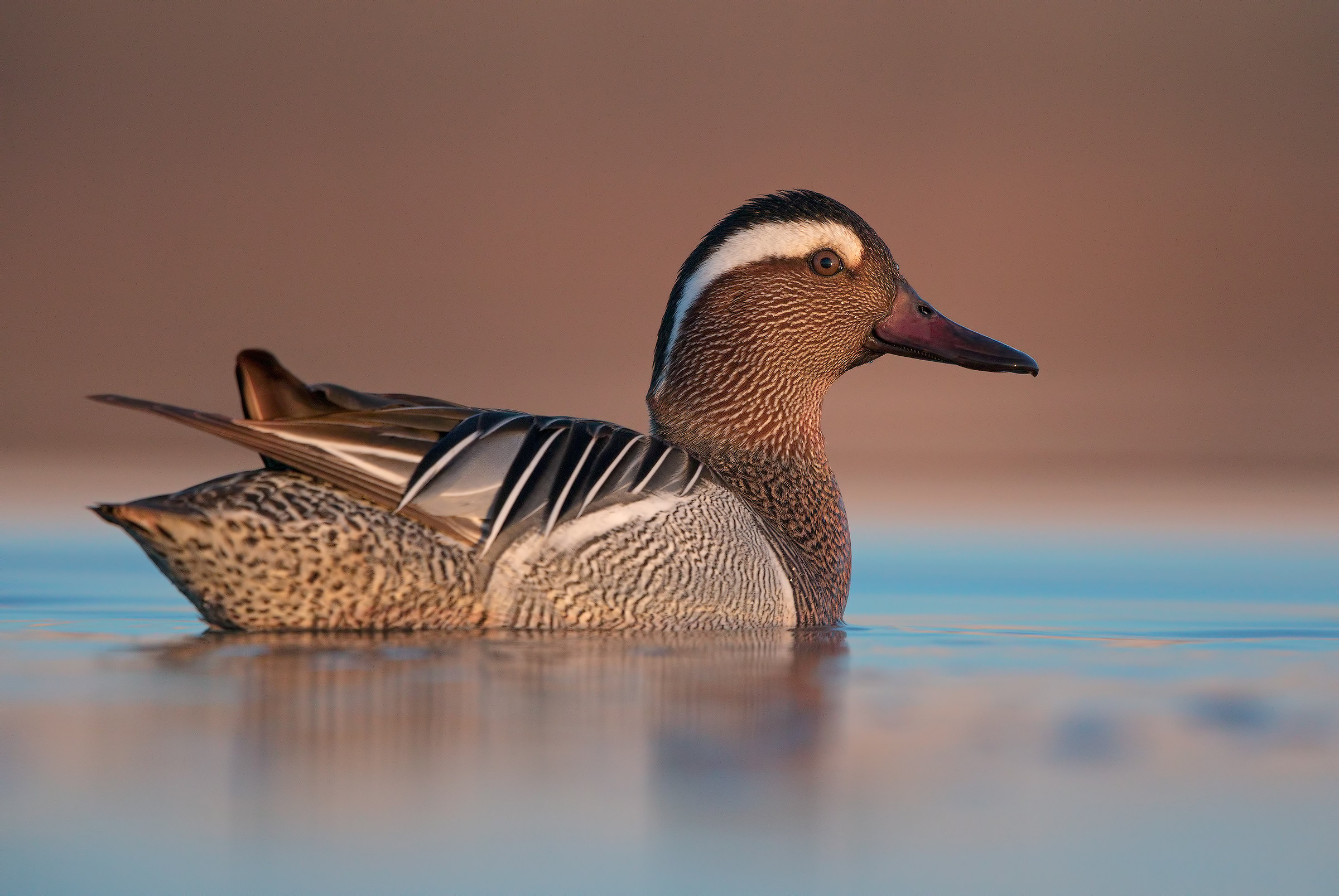 garganey