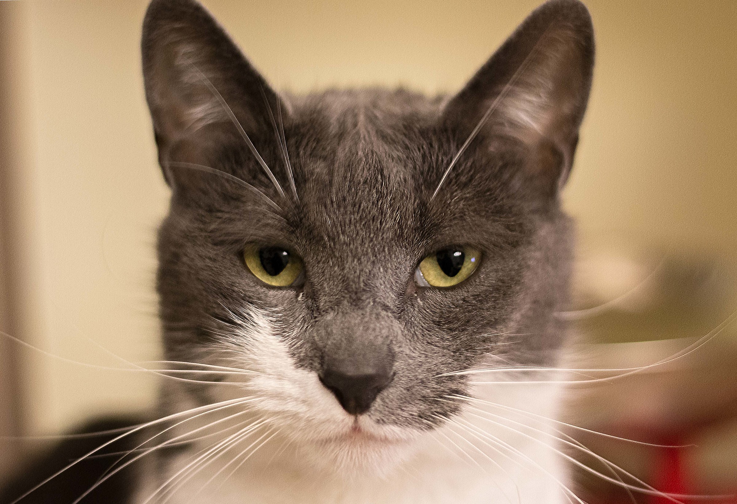 Il gatto è il più gentile degli scettici... (L...