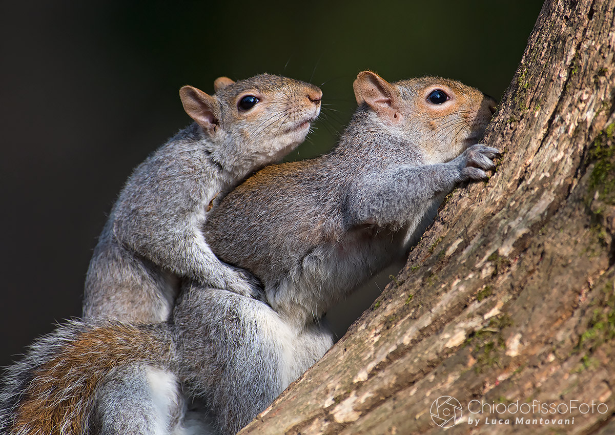 Air ... Spring for gray squirrels