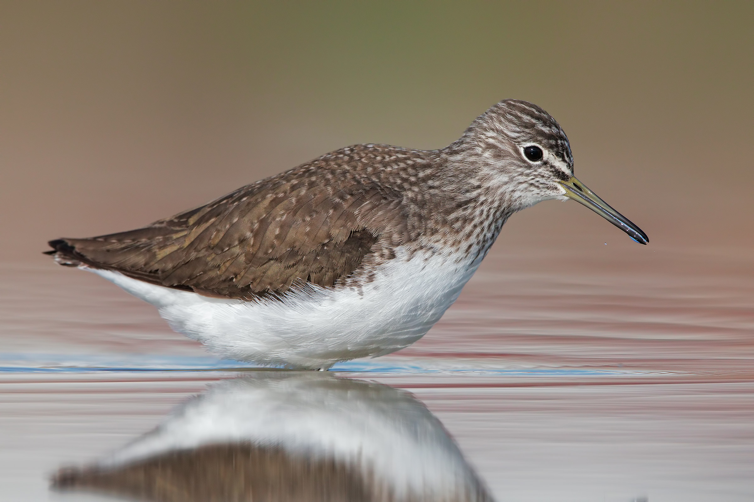 Green Sandpiper