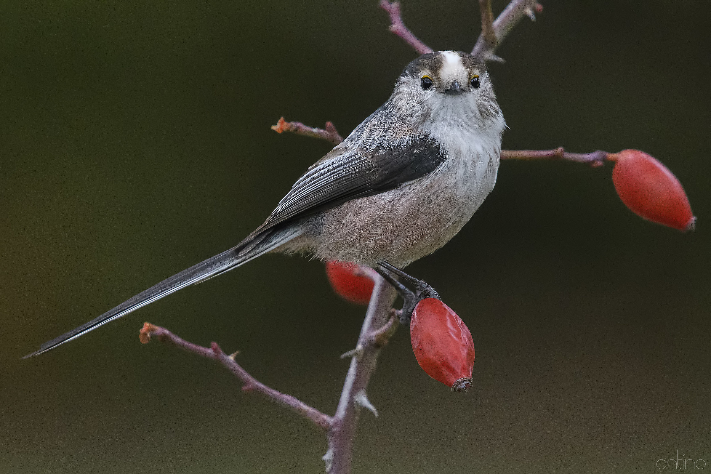 Long-tailed Tit