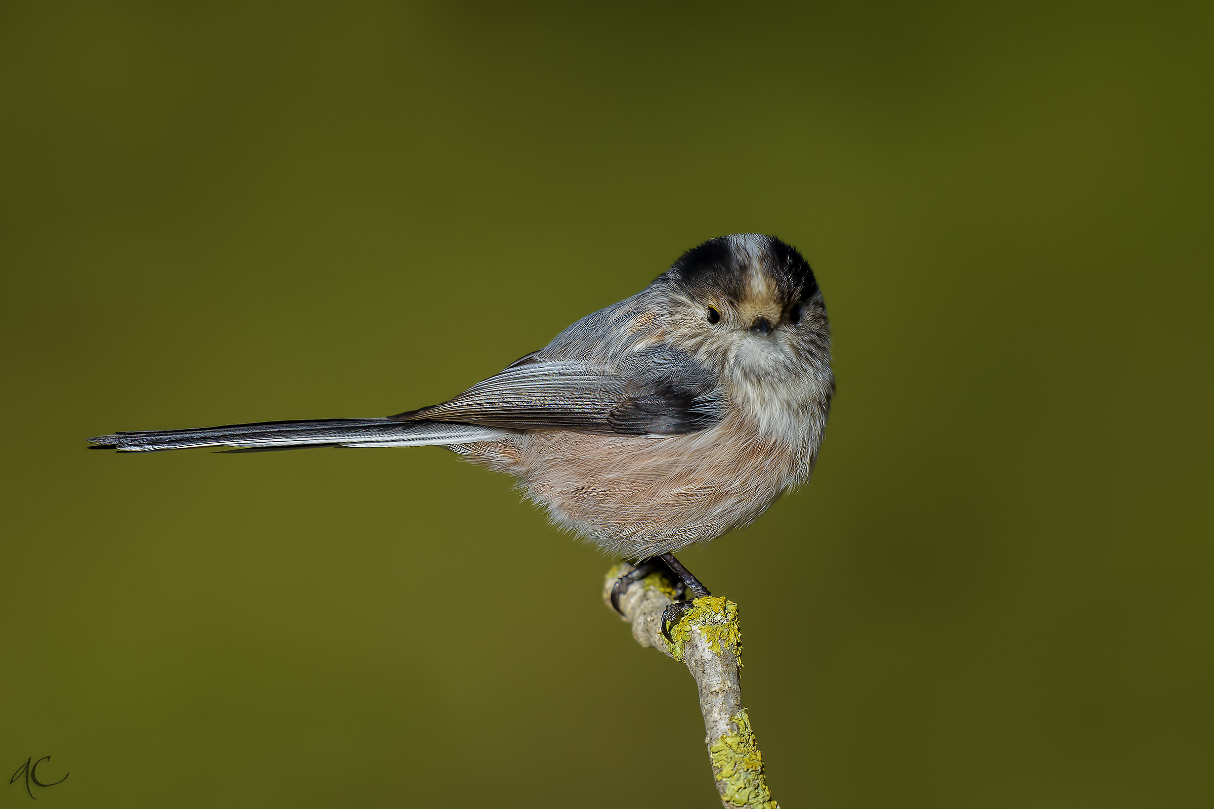 Long-tailed Tit