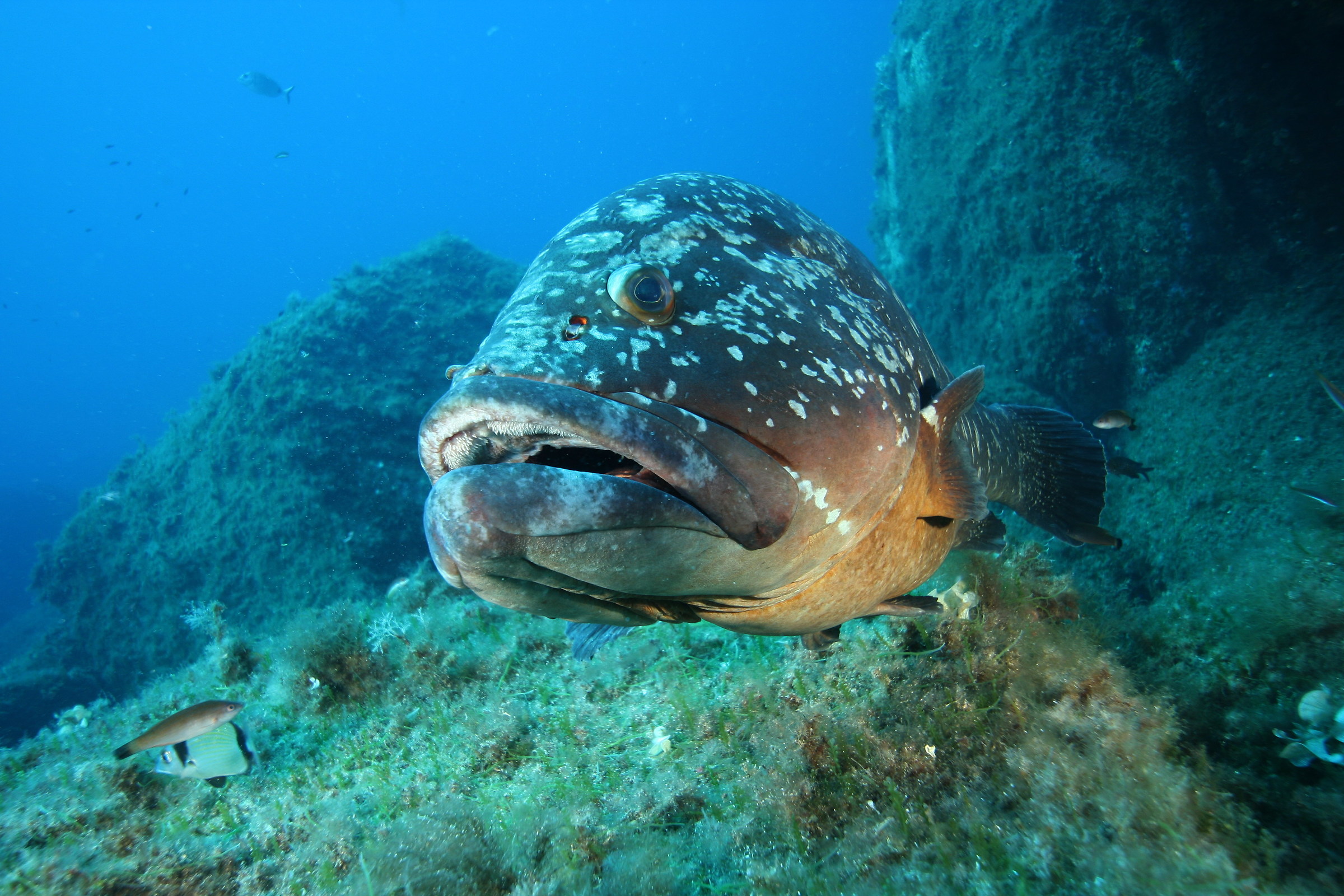 Epinephelus marginatus