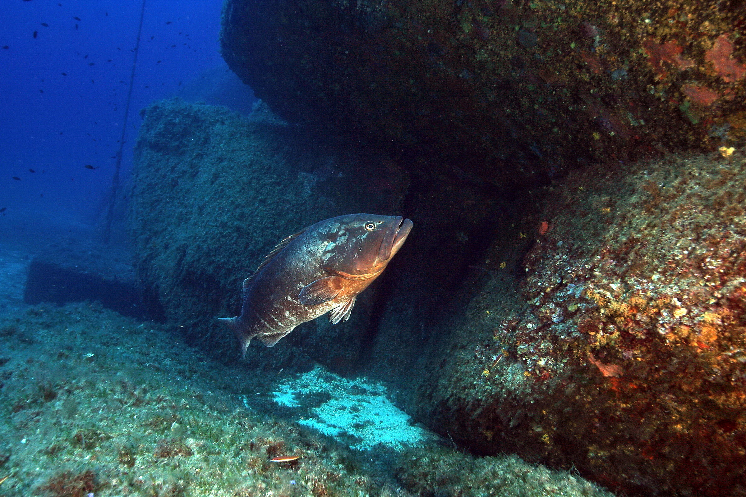 Maschio territoriale Epinephelus marginatus