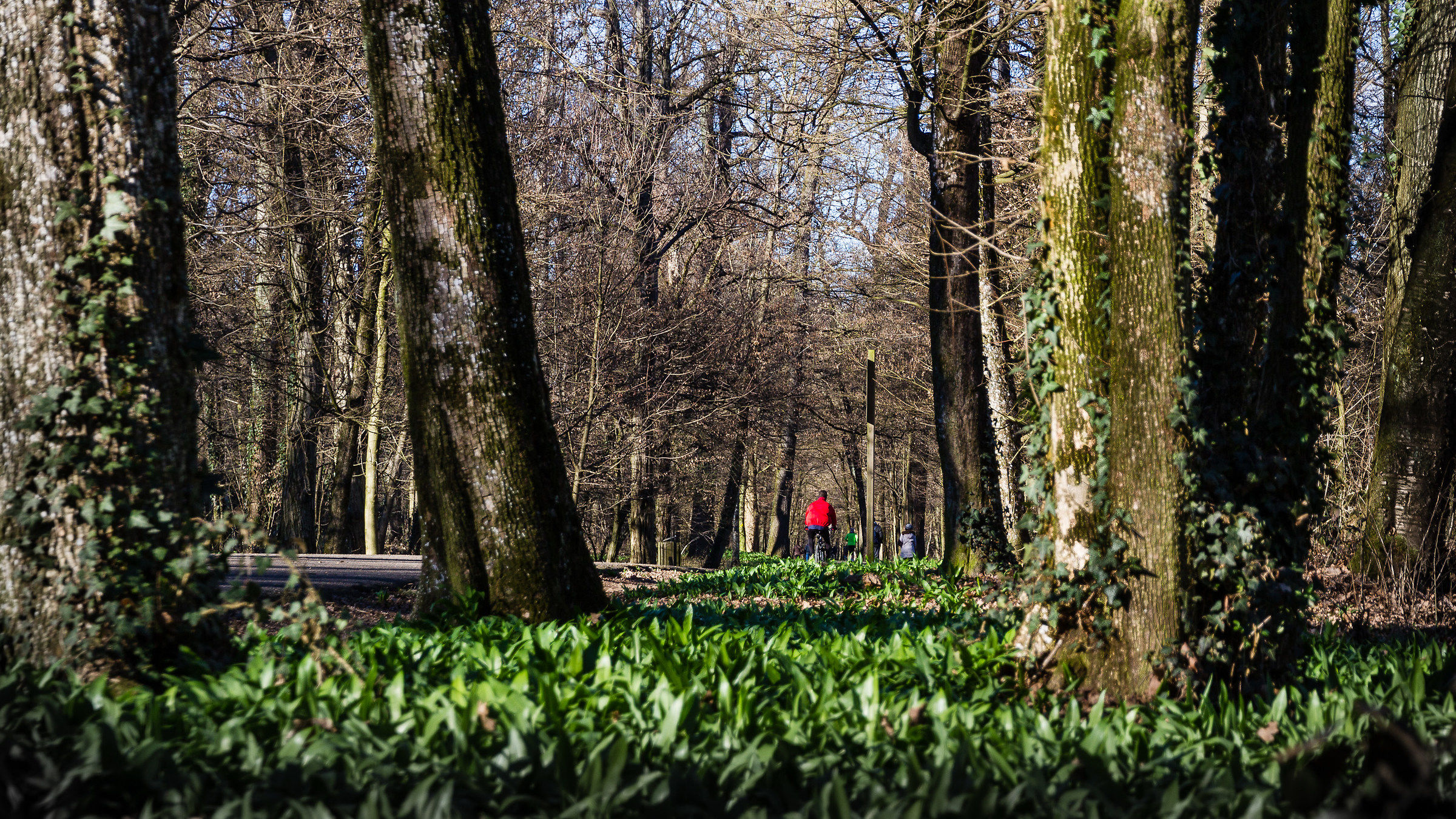 Viale Parco reale di Monza