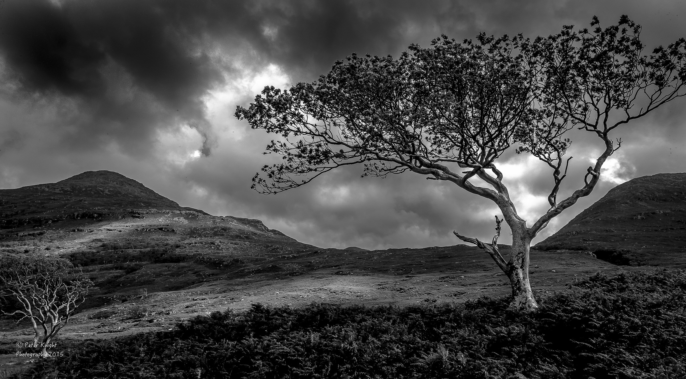Tree on Mull