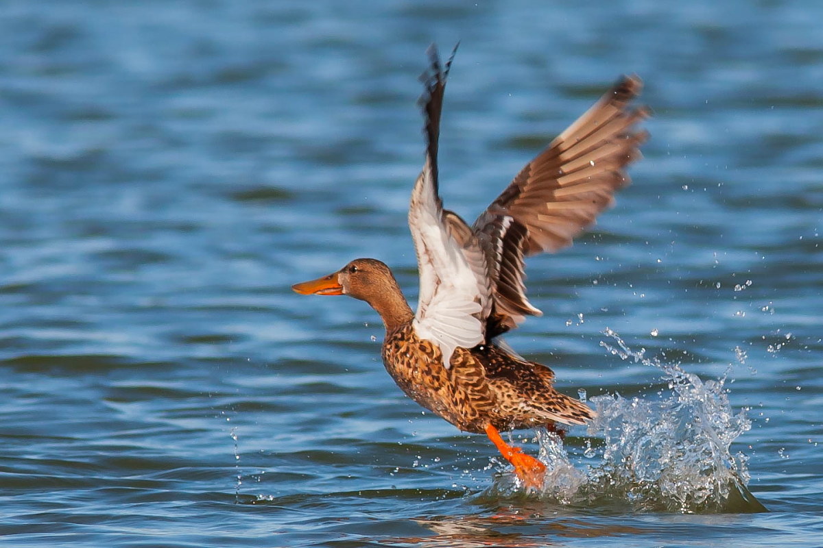 Scappo, vado di fretta