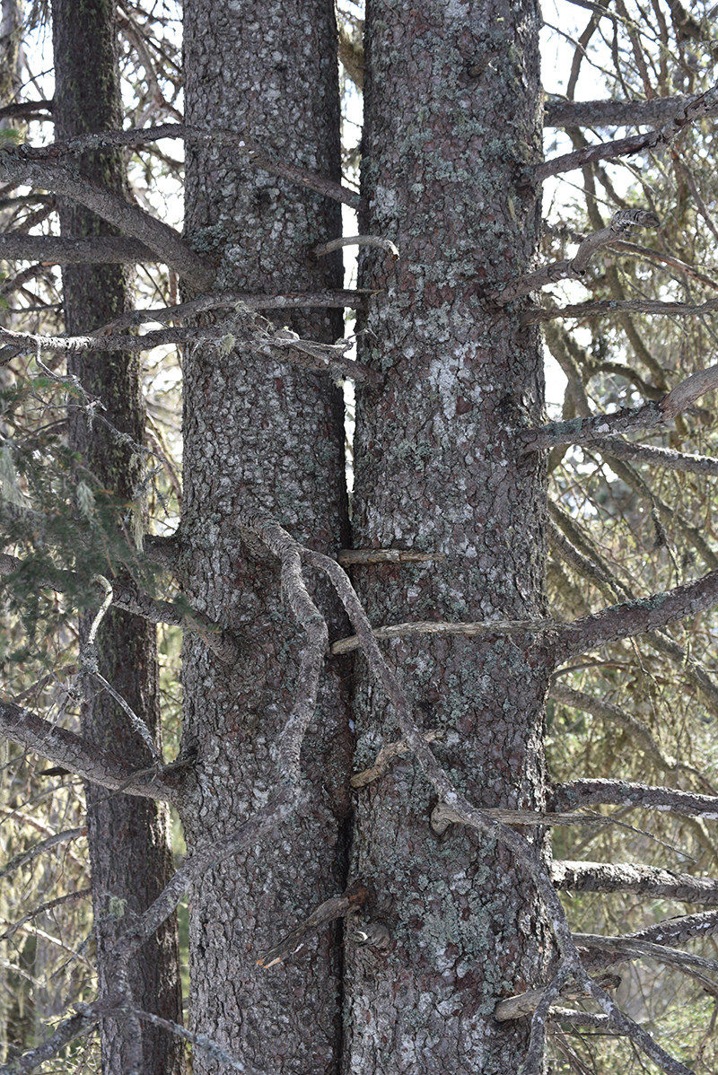 Dal Ciampedie Catinaccio e Torri del Vajolet