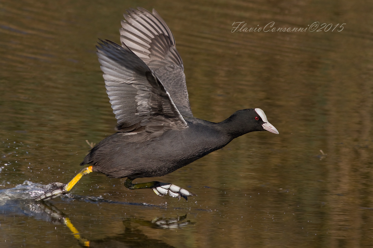 The takeoff of the Coot