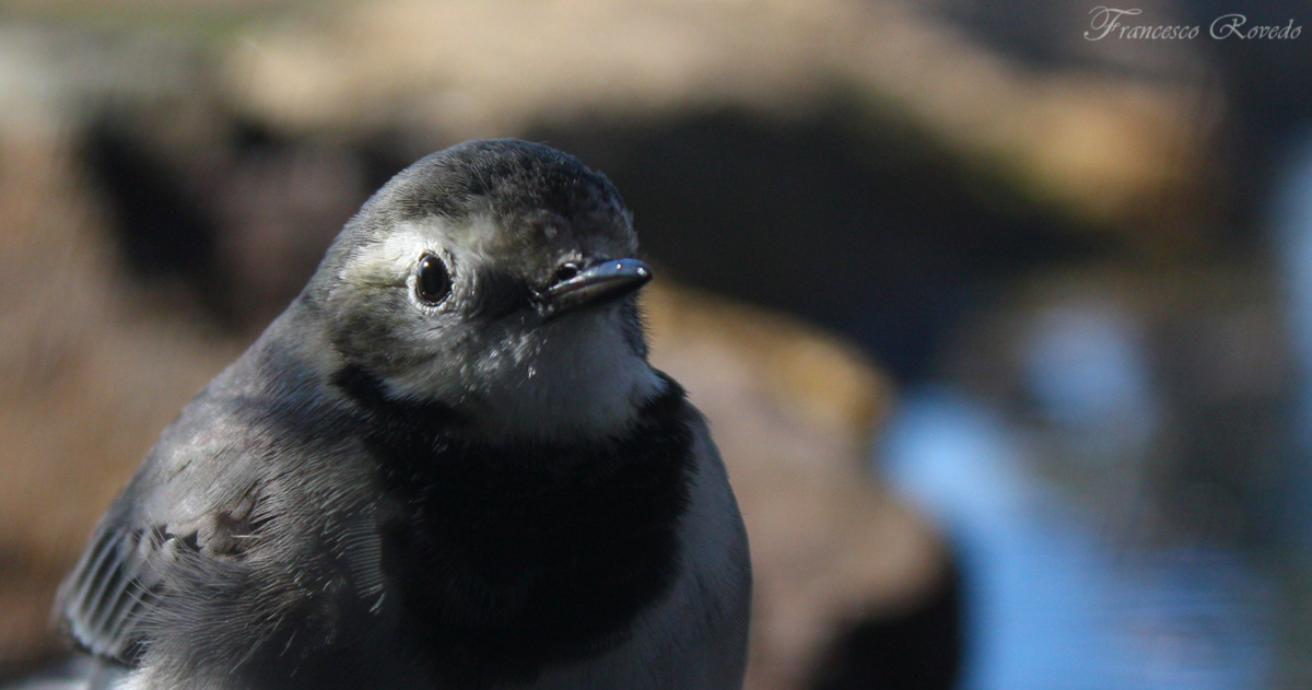 first floor to the dancer
