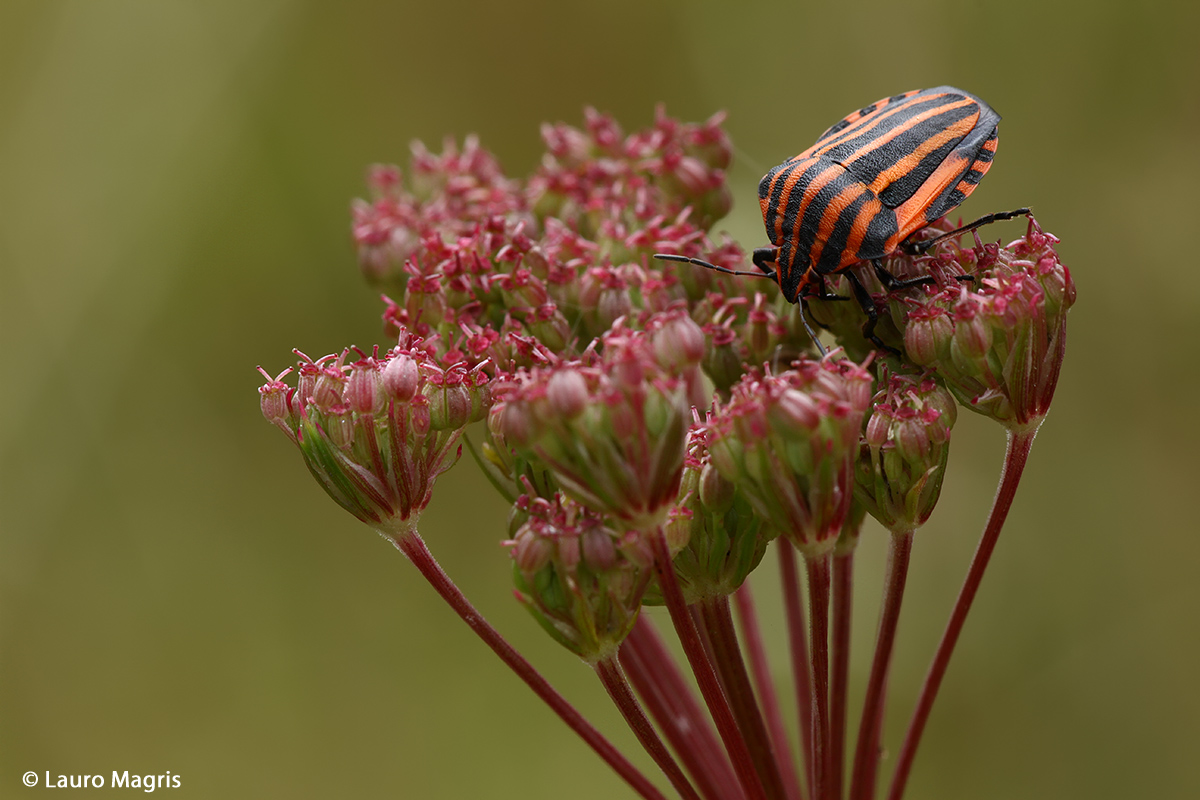 Graphosoma Italicum