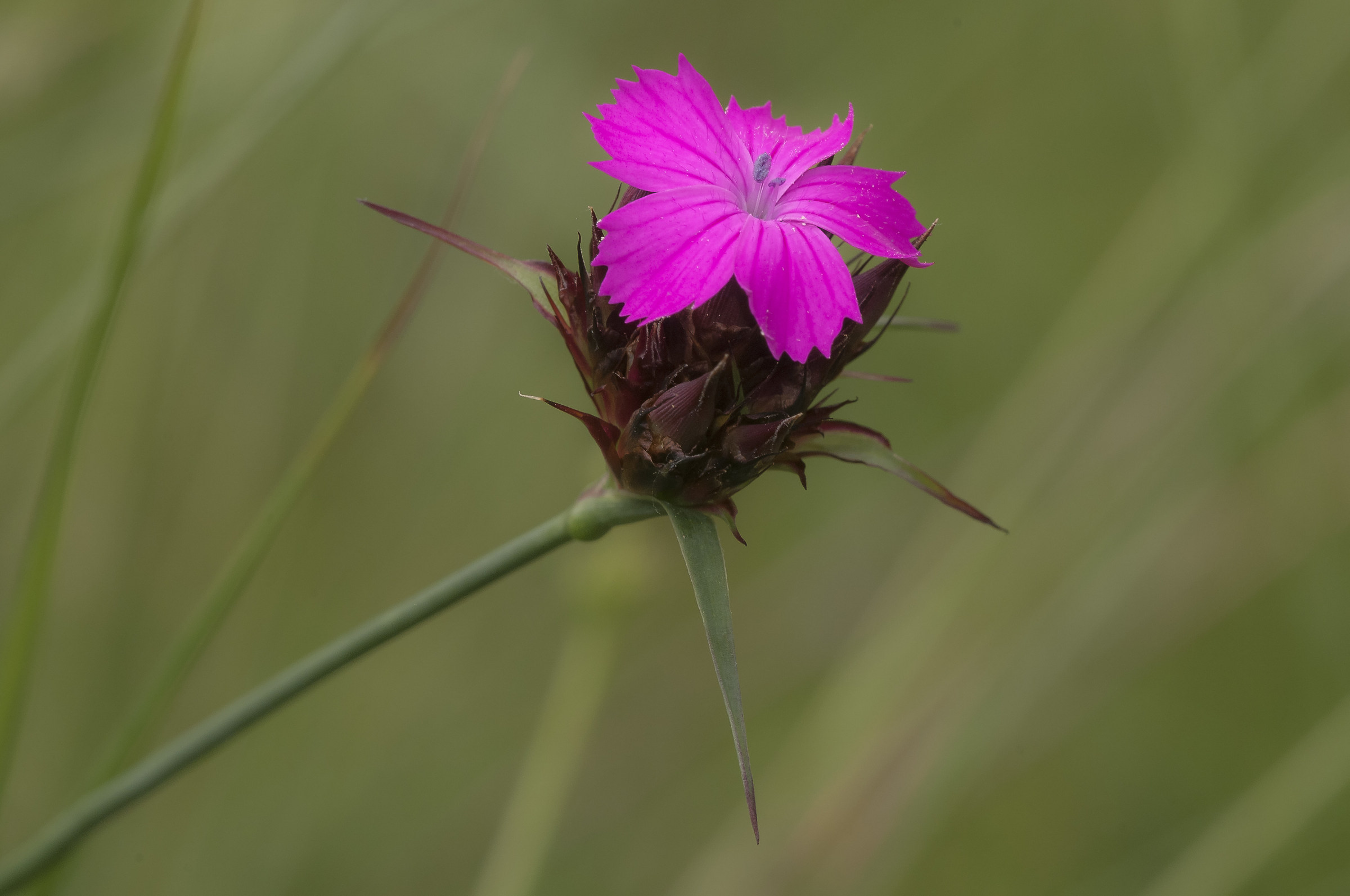 Garofano dei certosini (Dianthus carthusianorum)