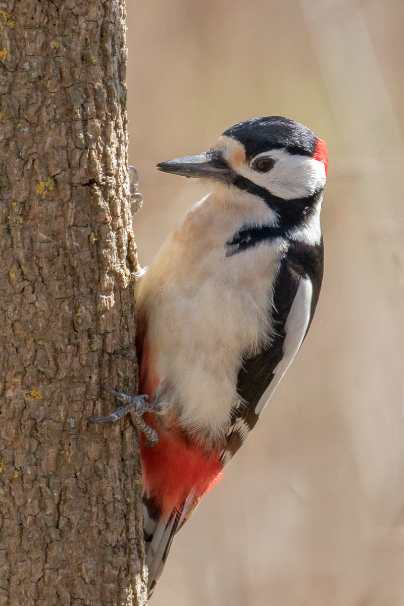 Picchio rosso maggiore_maschio