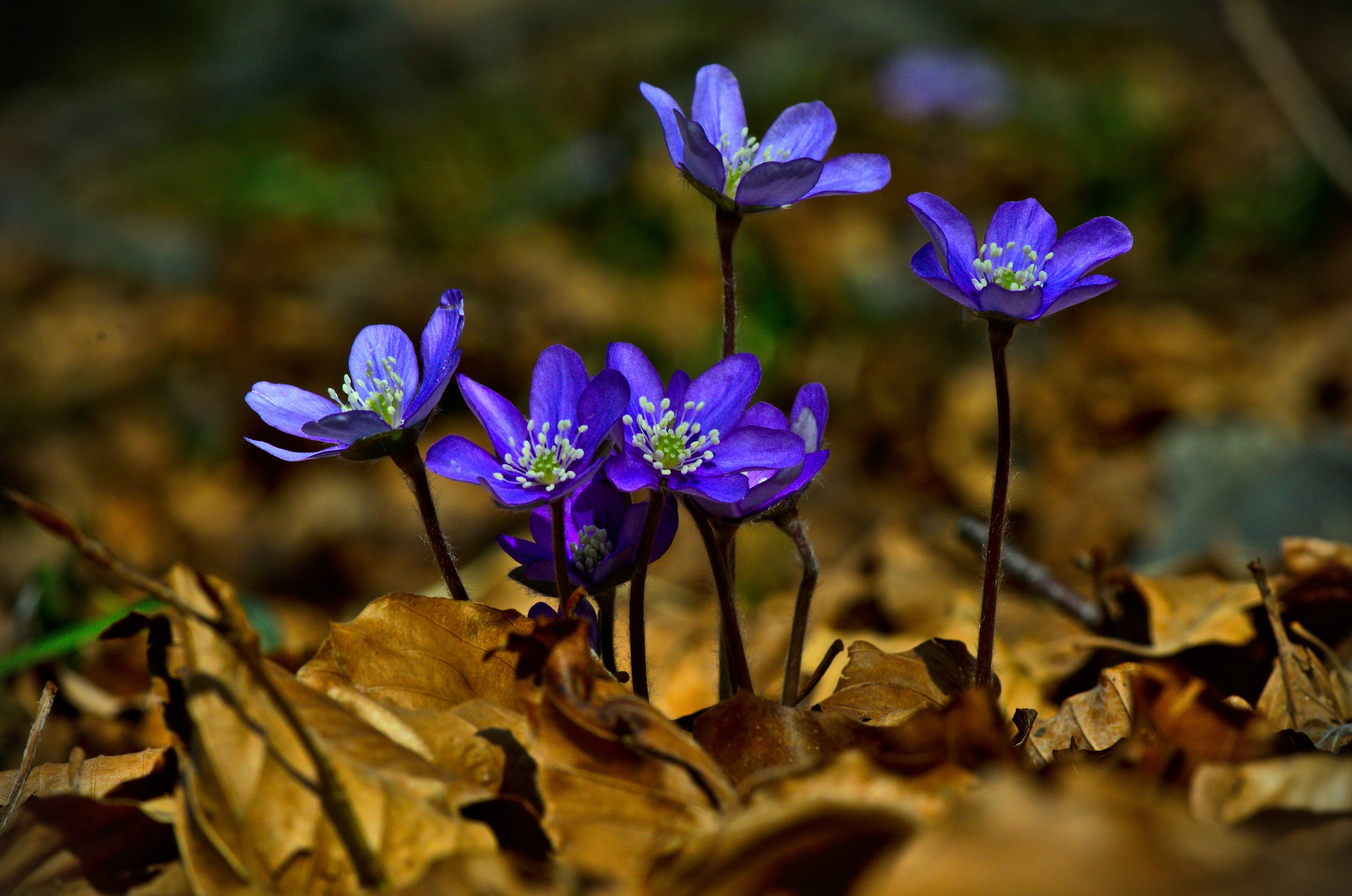 undergrowth voices ...