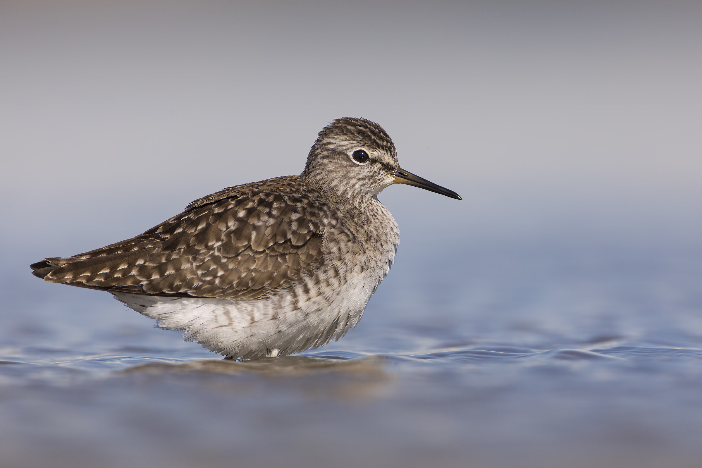 Wood Sandpiper