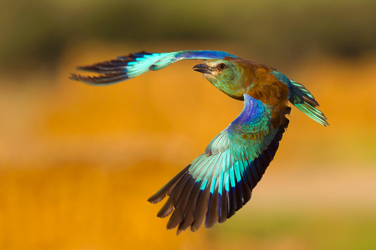 European Roller