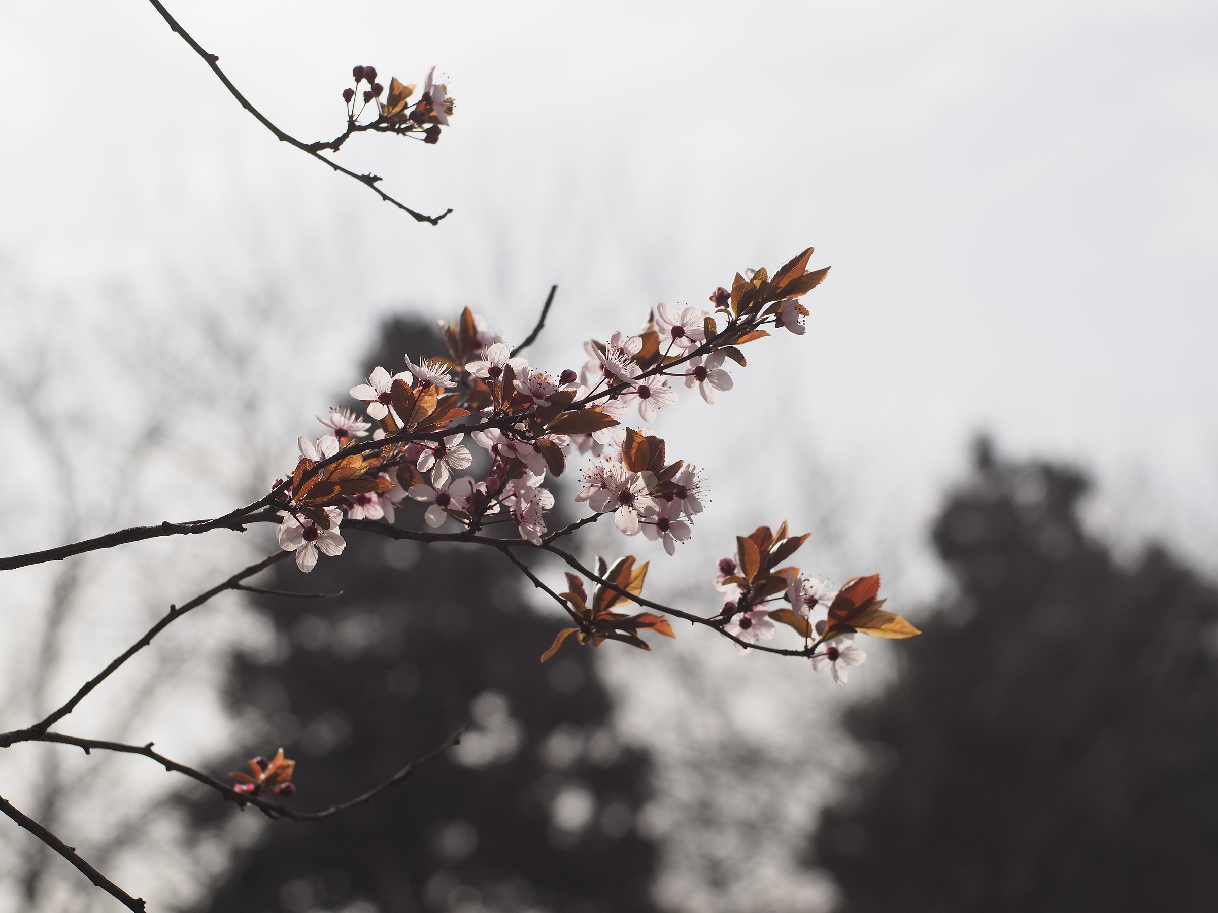 prove con il super reflecta 55mm 1.4
