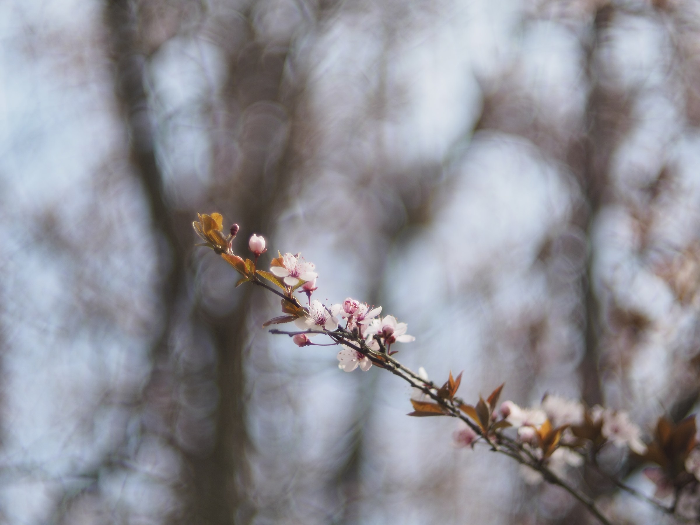 prove con il super reflecta 55mm 1.4 a tutta apertura