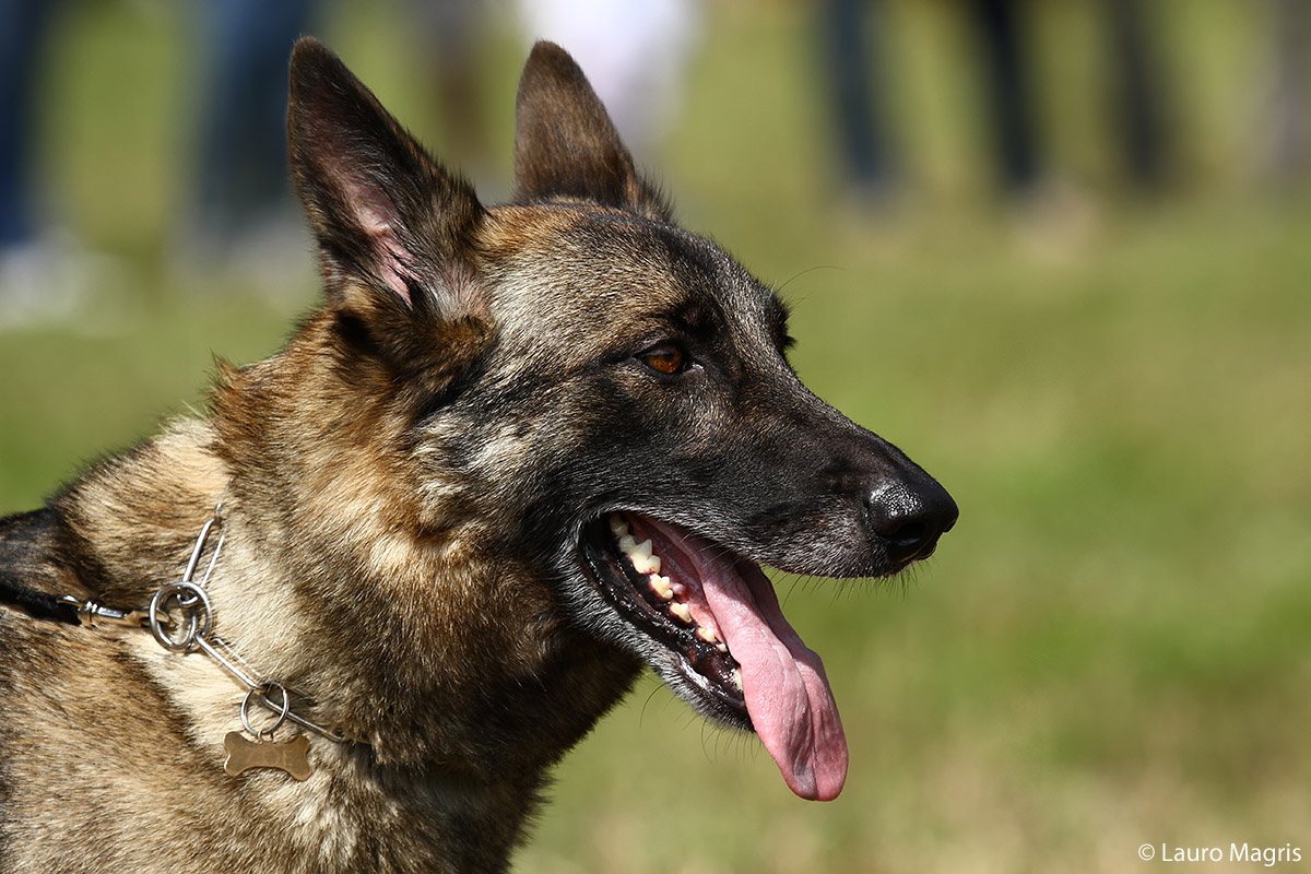 Lupo Italiano ... questa è Zoe una femmina di Lupo It...