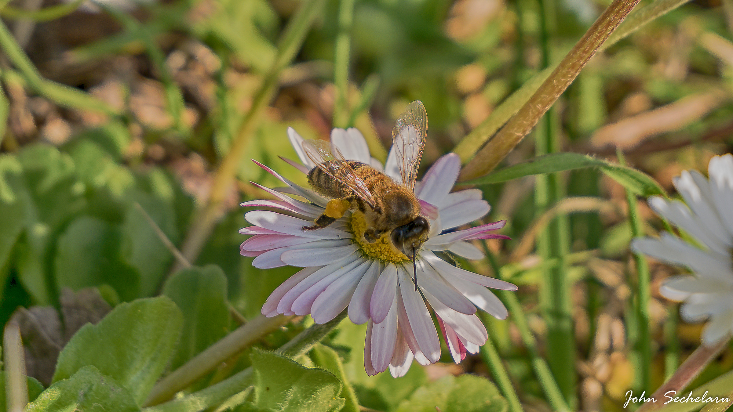 Bee collecting nectar