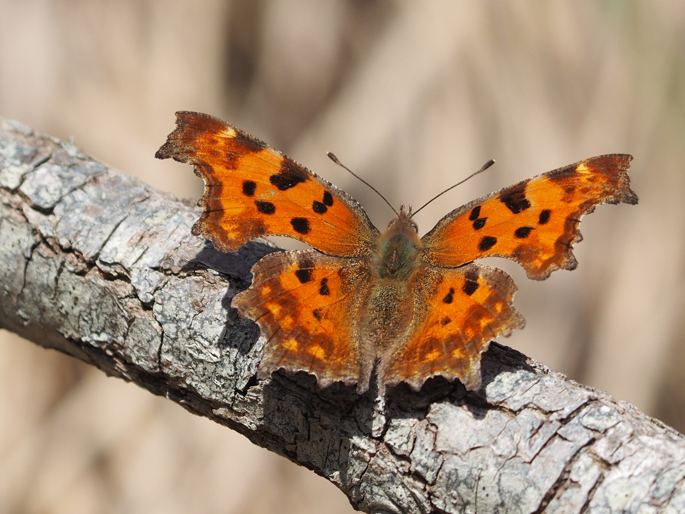 nymphalis polychloros
