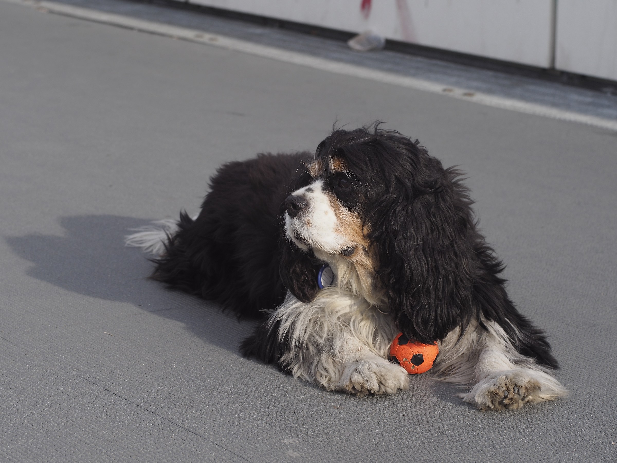 Il mio modello preferito