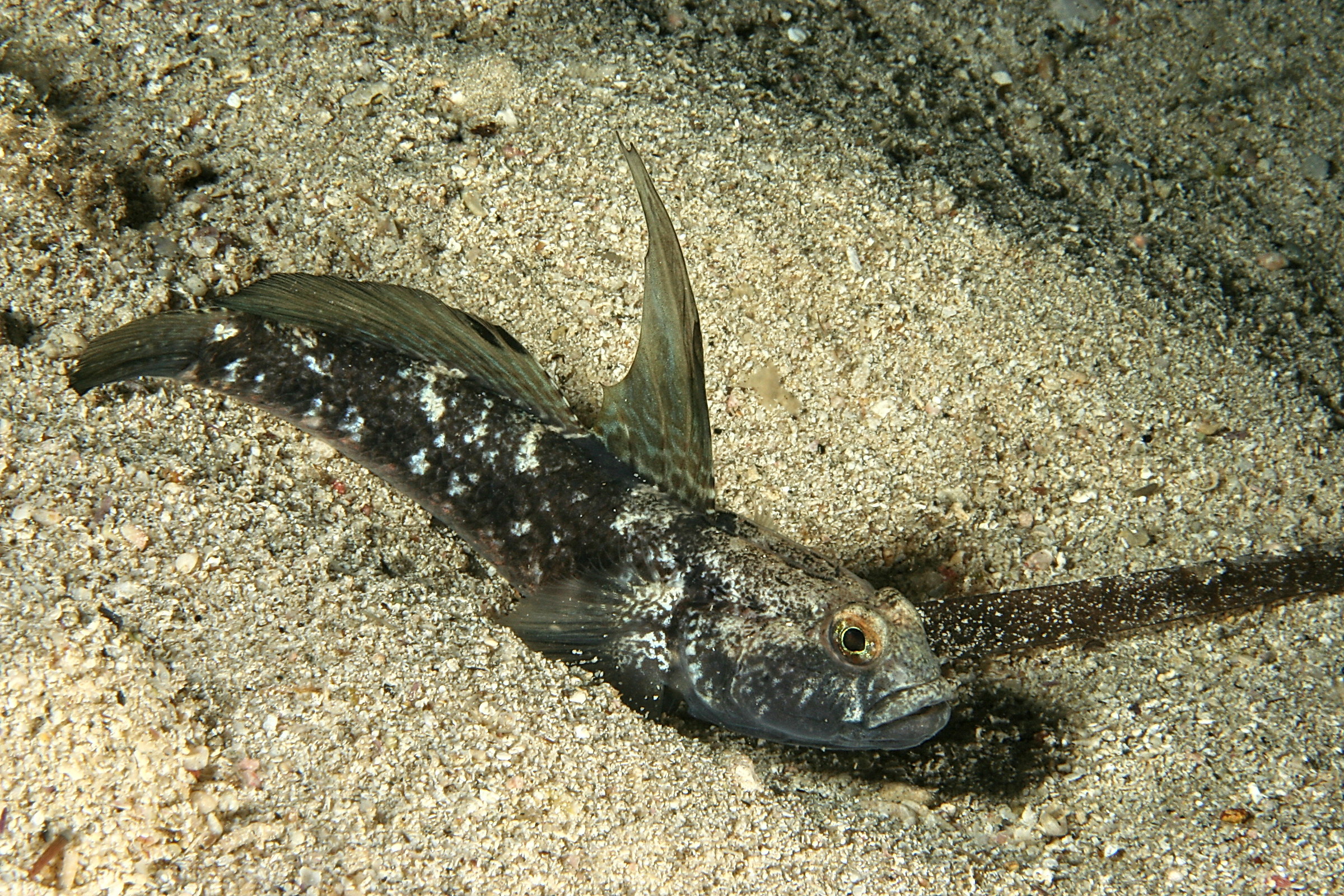 Gobius niger maschio