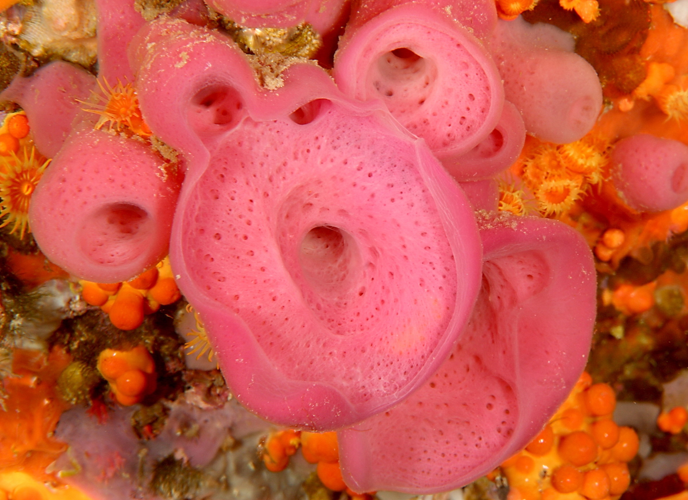 Haliclona mediterranea