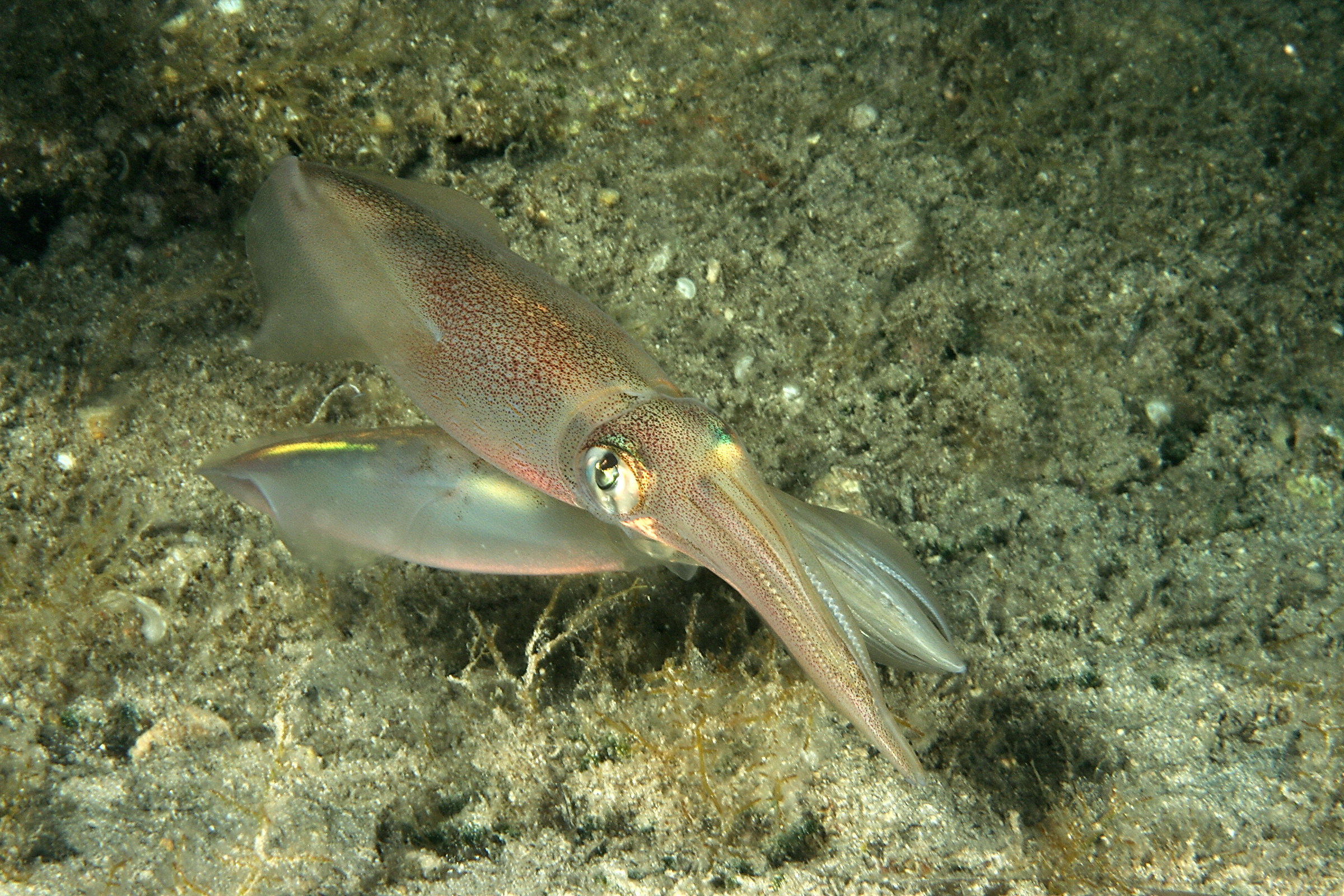 Loligo vulgaris